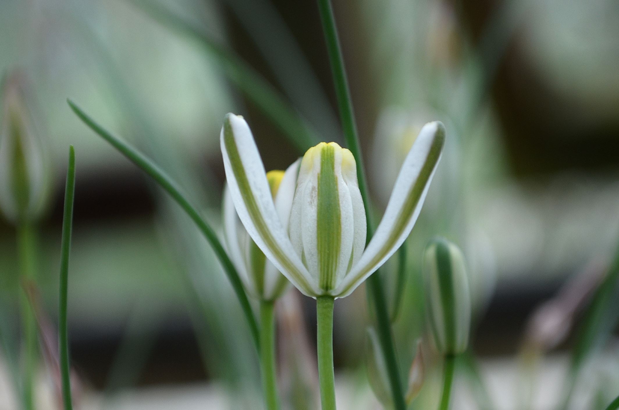 Image of Albuca humilis