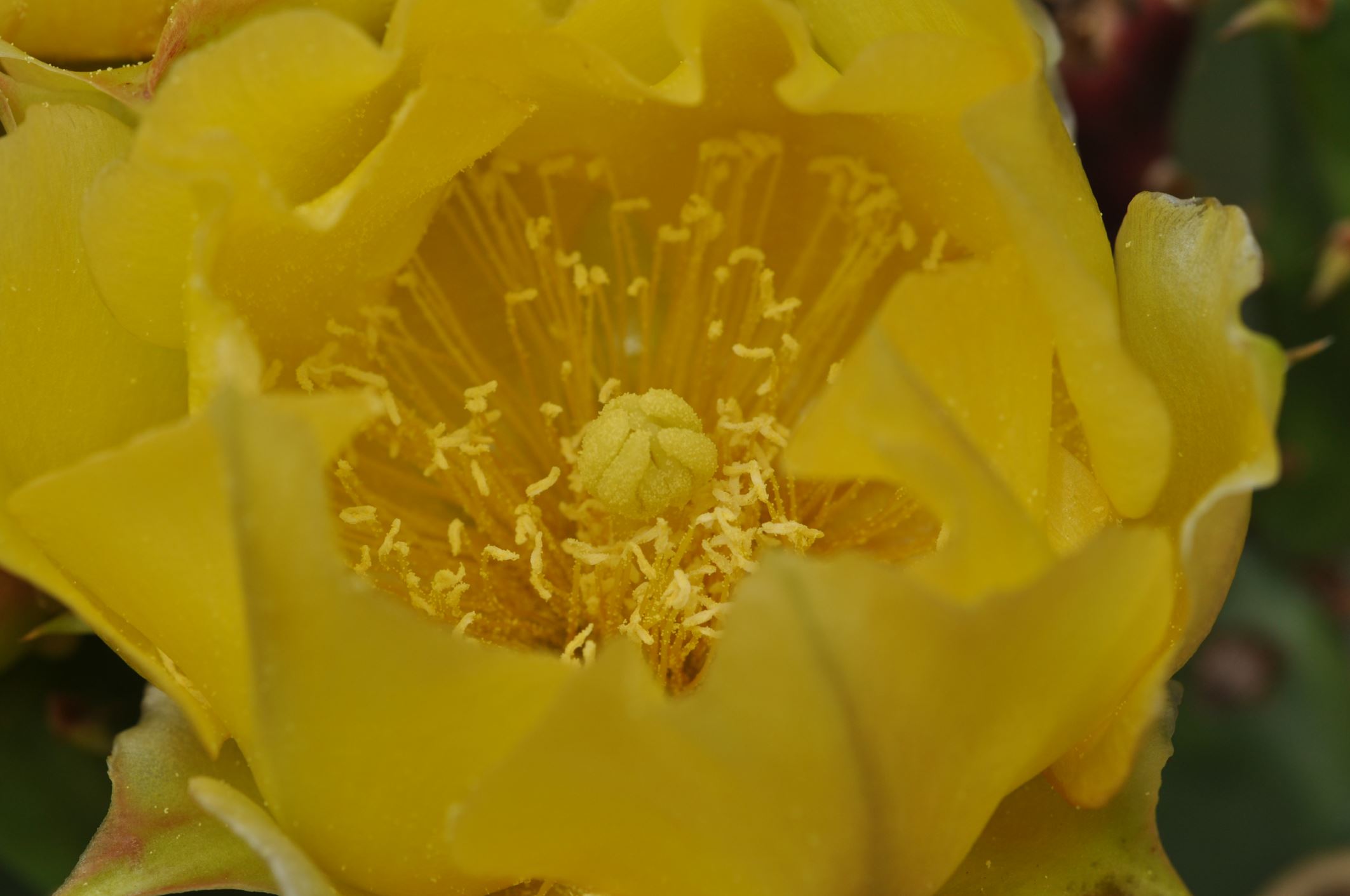 Image of Opuntia engelmannii var. lindheimeri