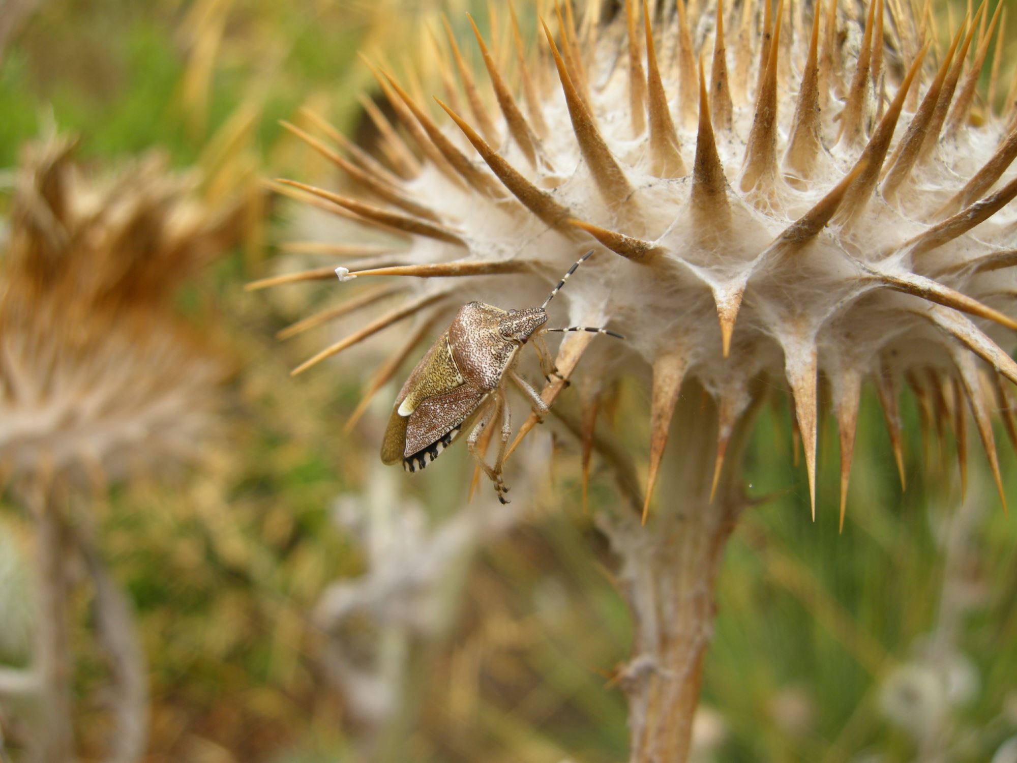 Image of Onopordum acanthium