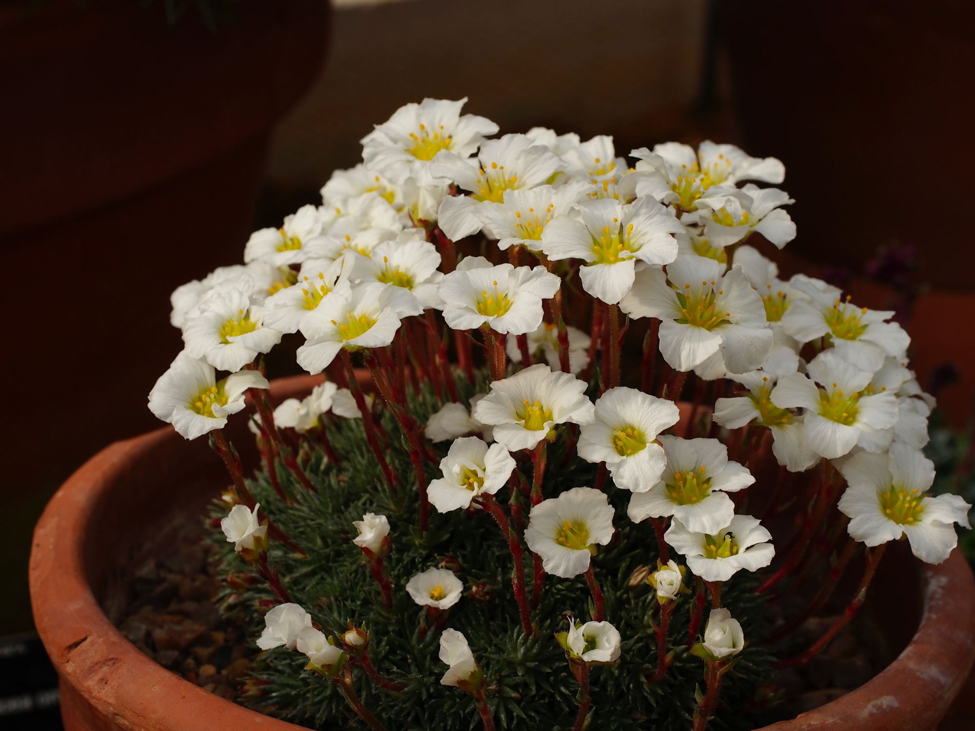 Image of Saxifraga burseriana