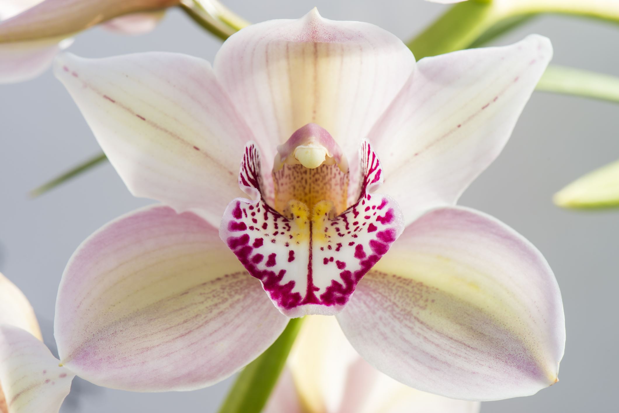 Image of Cymbidium 'Vieux Rose Dell Park'
