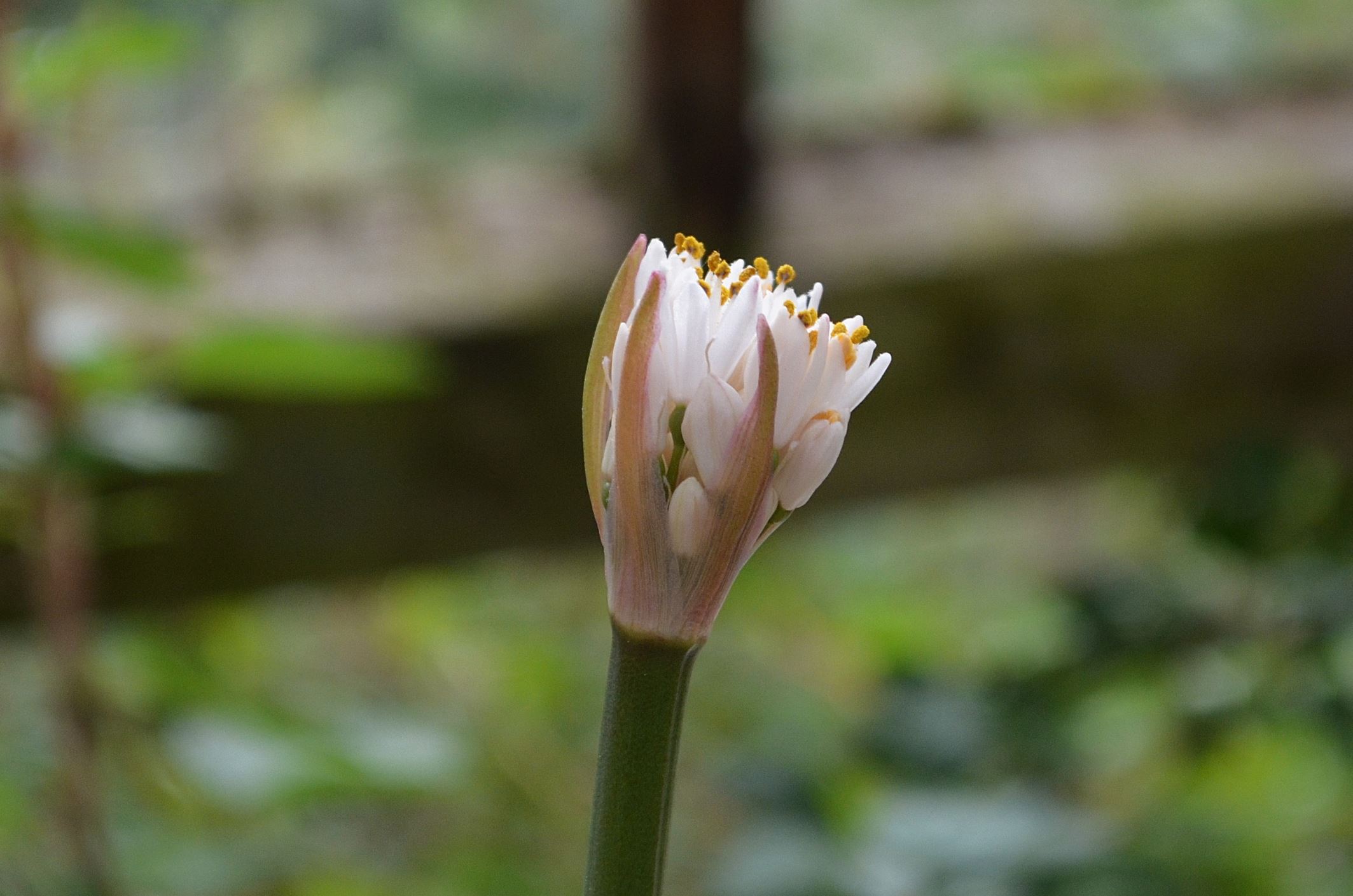 Image of Haemanthus sp.
