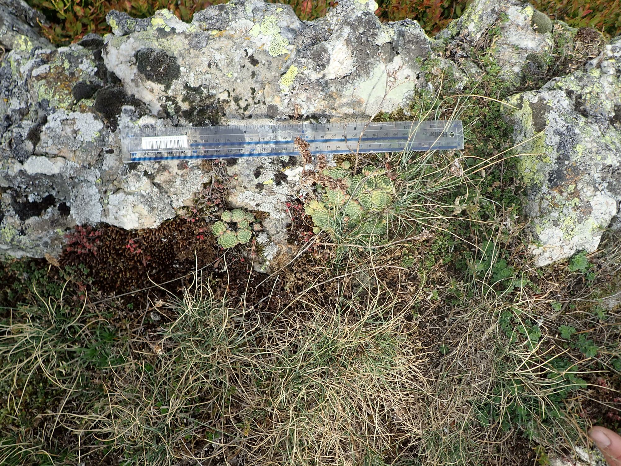 Image of Sempervivum montanum