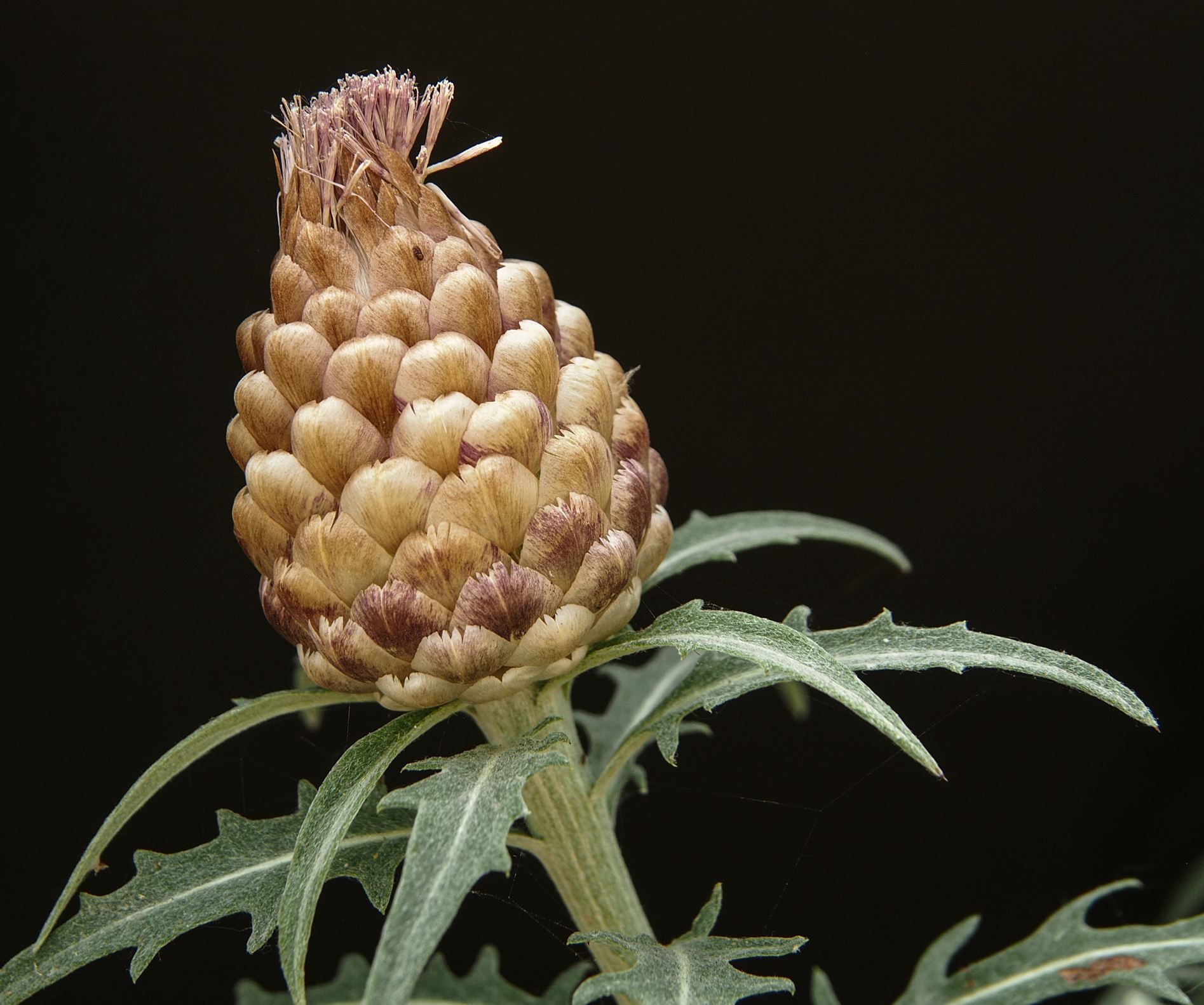 Image of Leuzea conifera