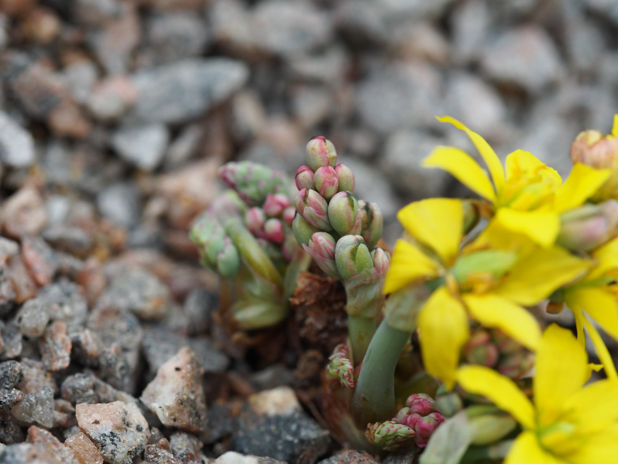 Image of Bongardia chrysogonum