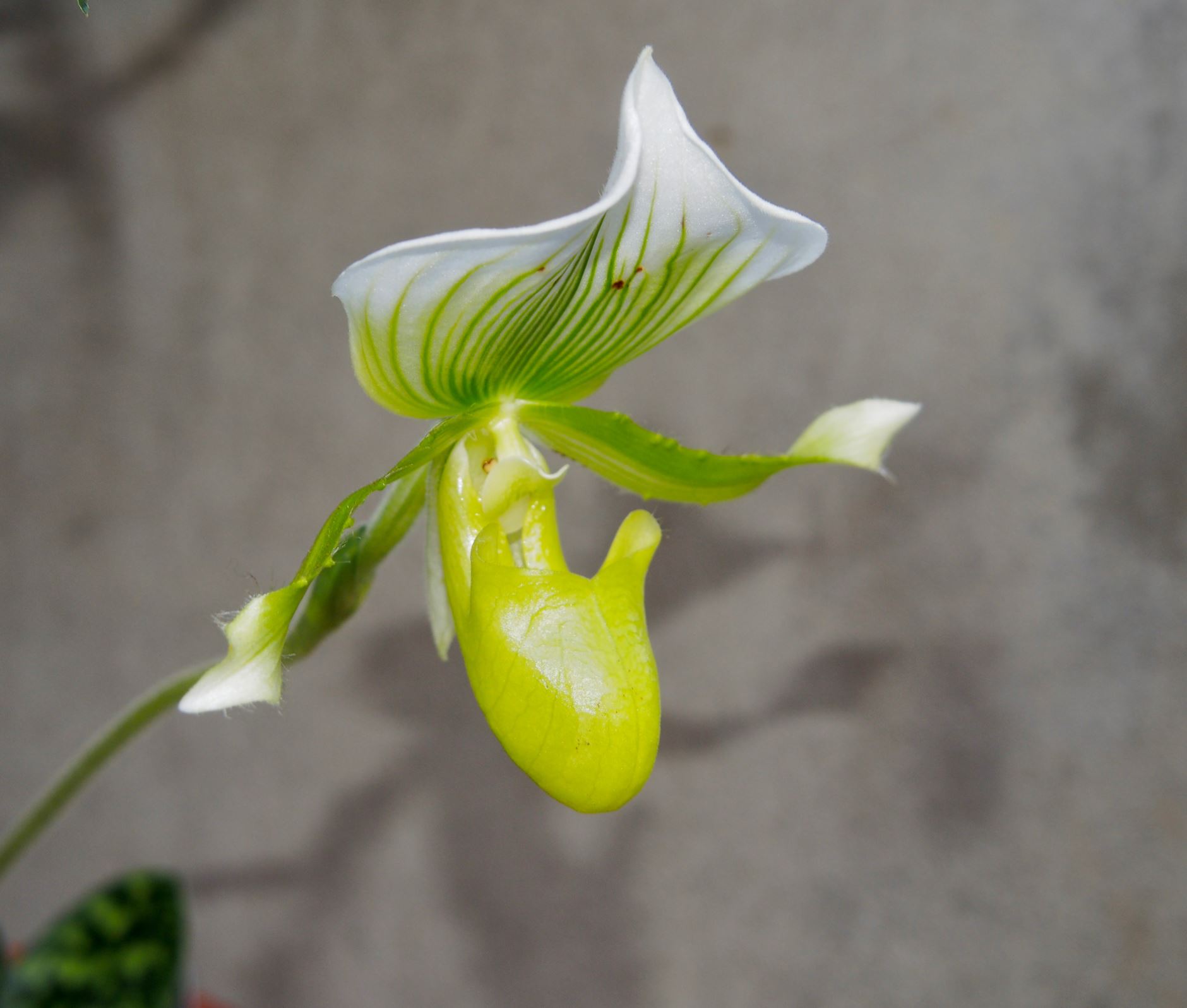 Image of Paphiopedilum Ã— maudiae 'Femma'