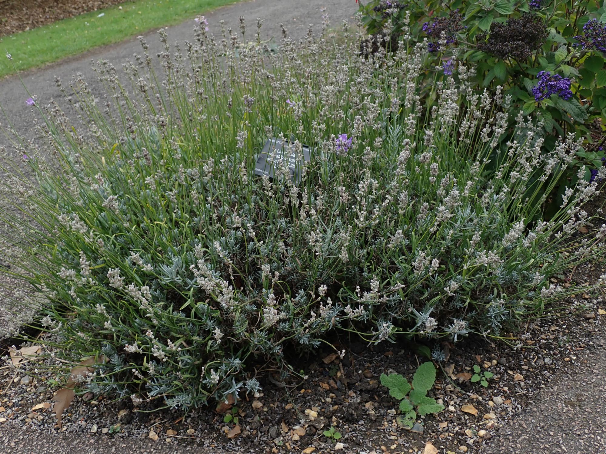 Image of Lavandula angustifolia subsp. angustifolia 'Little Lottie'