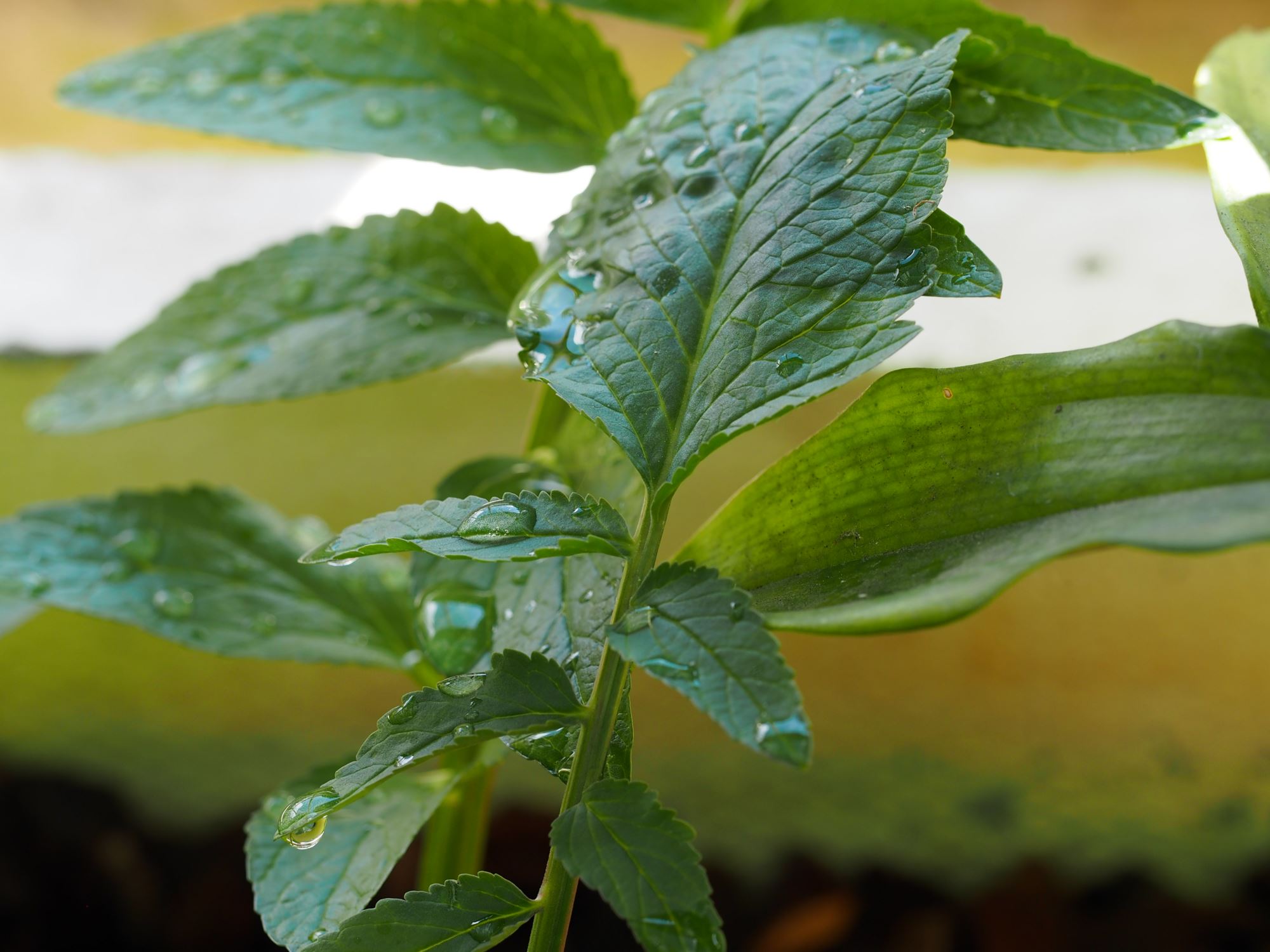 Image of Incarvillea forrestii