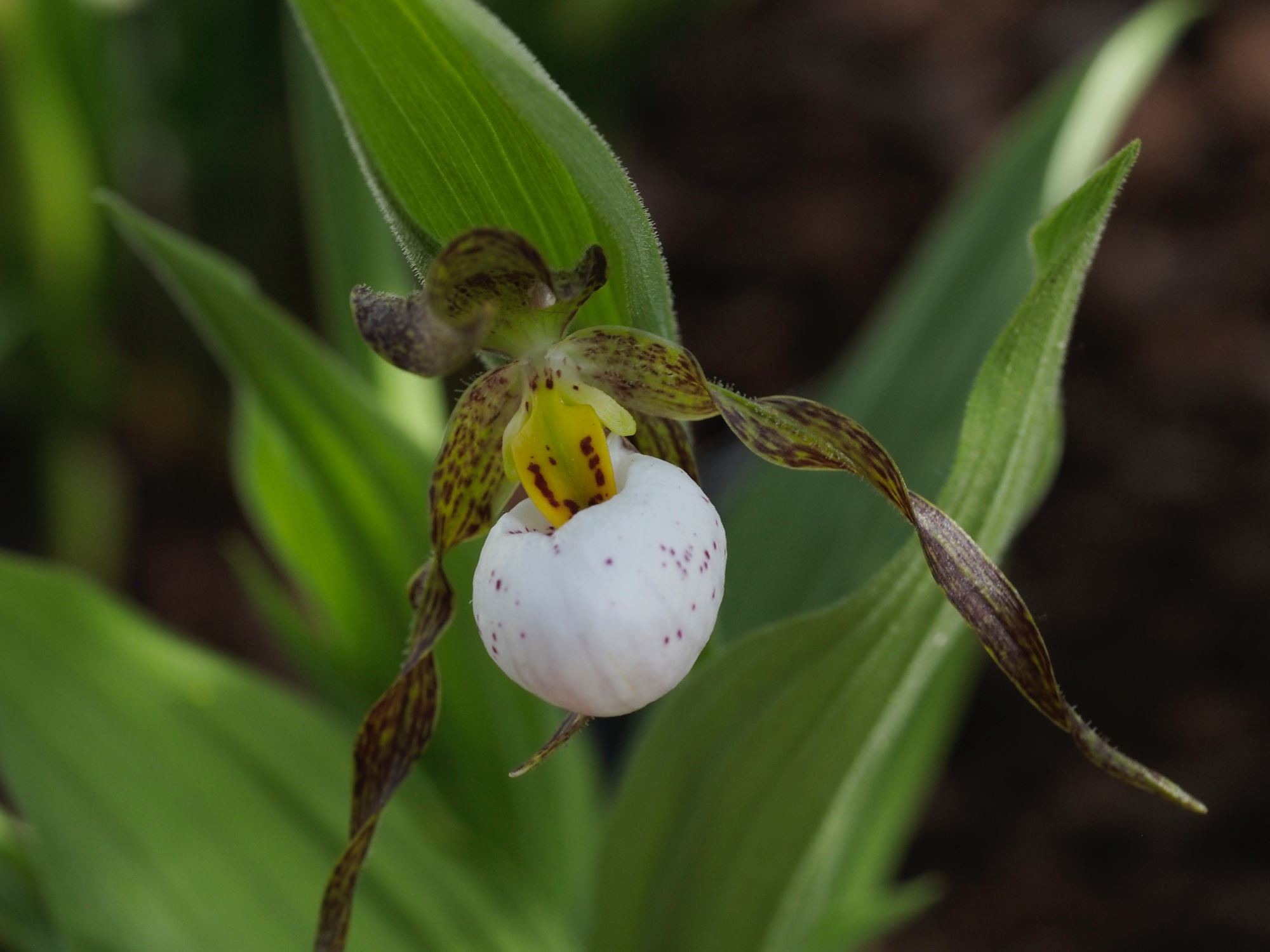 Image of Cypripedium candidum