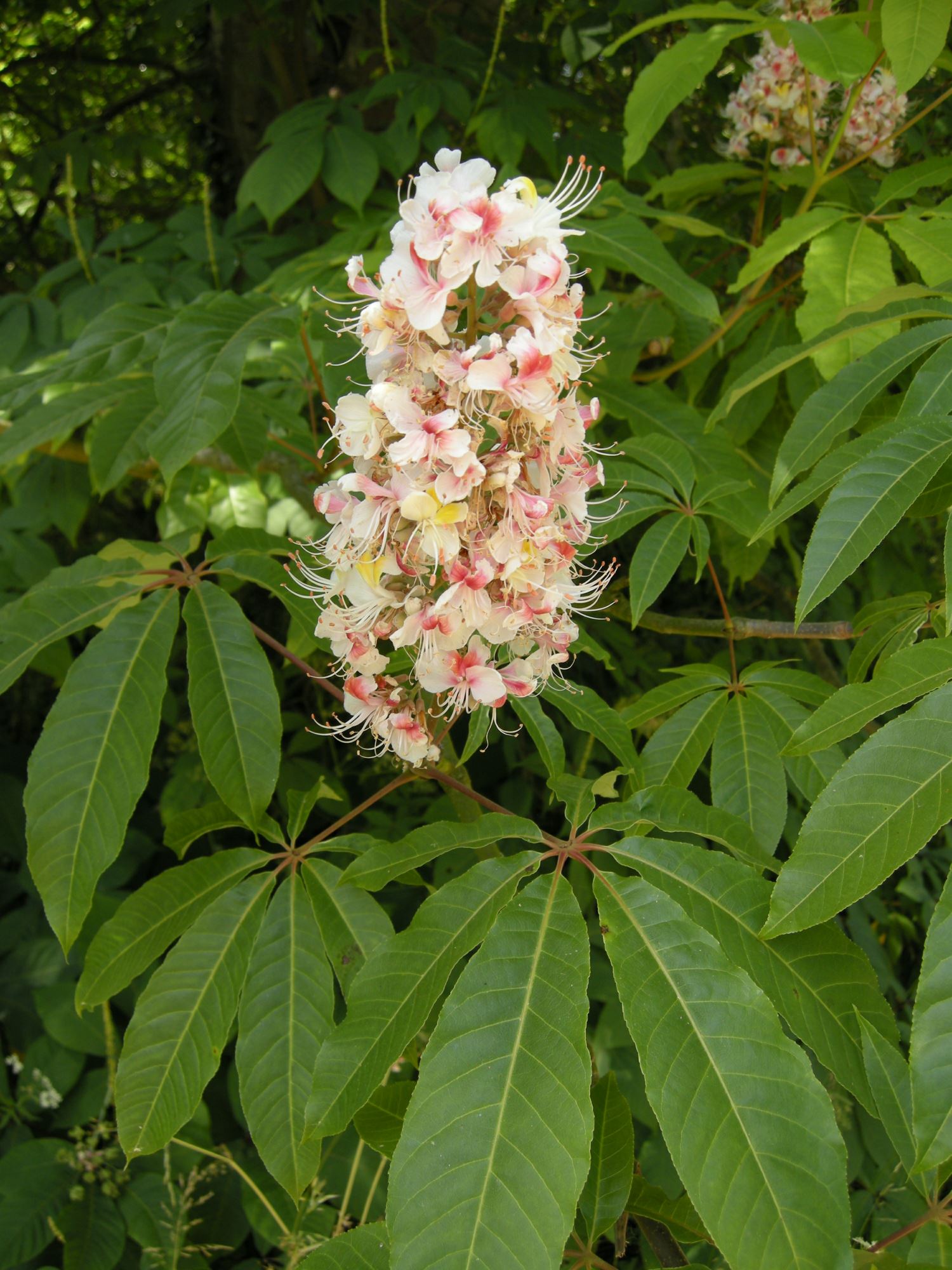 Image of Aesculus indica