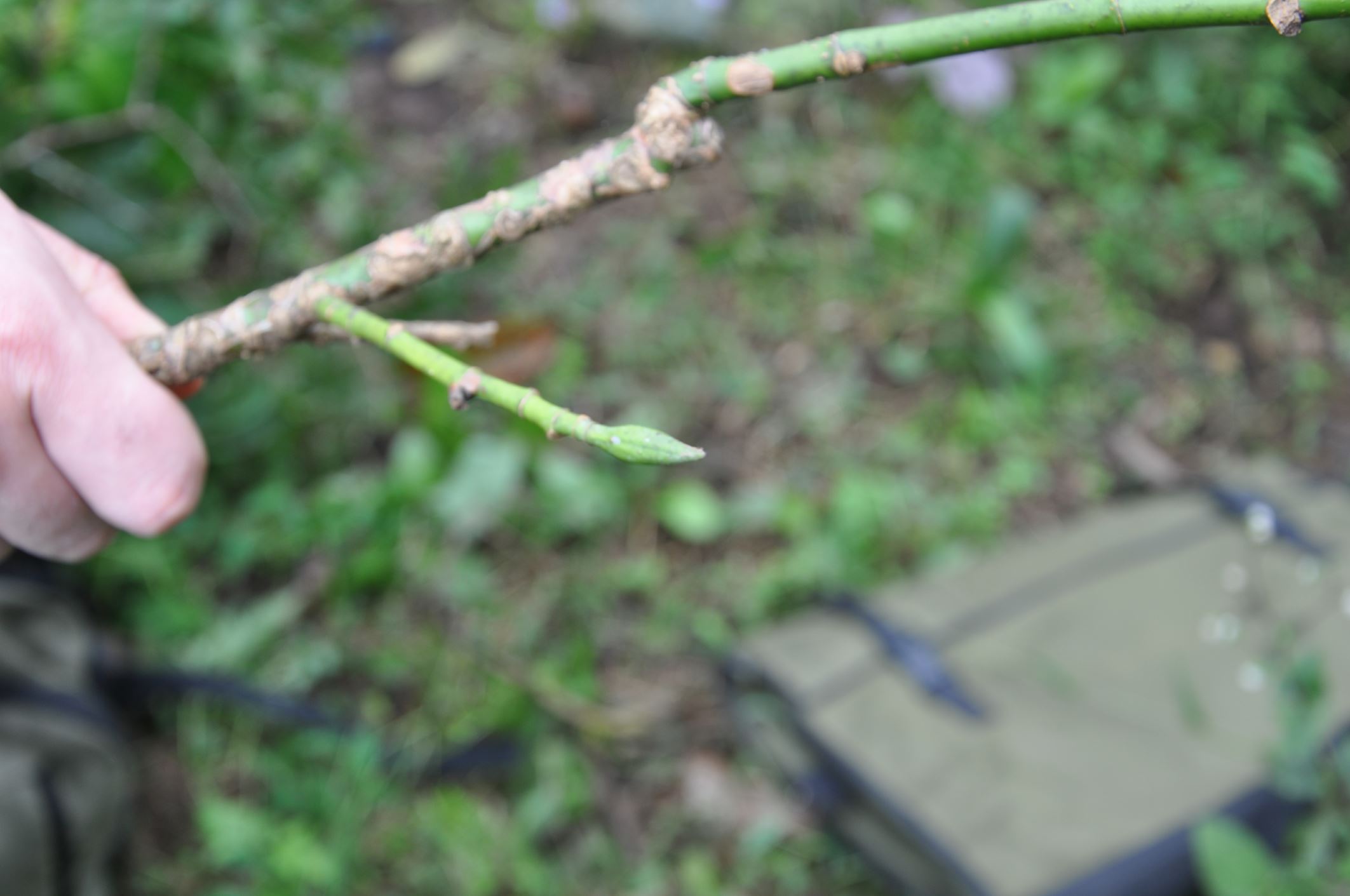 Image of Magnolia sapaensis