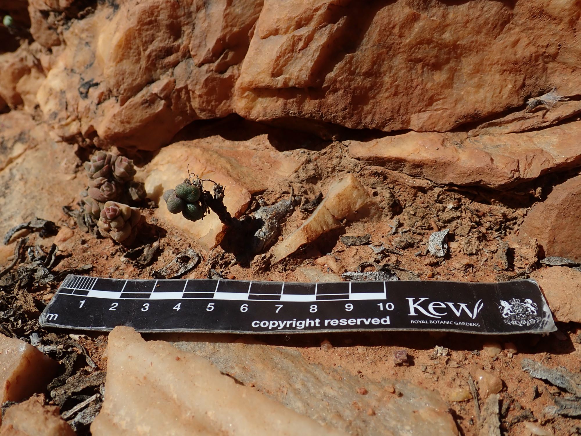 Image of Tylecodon similis
