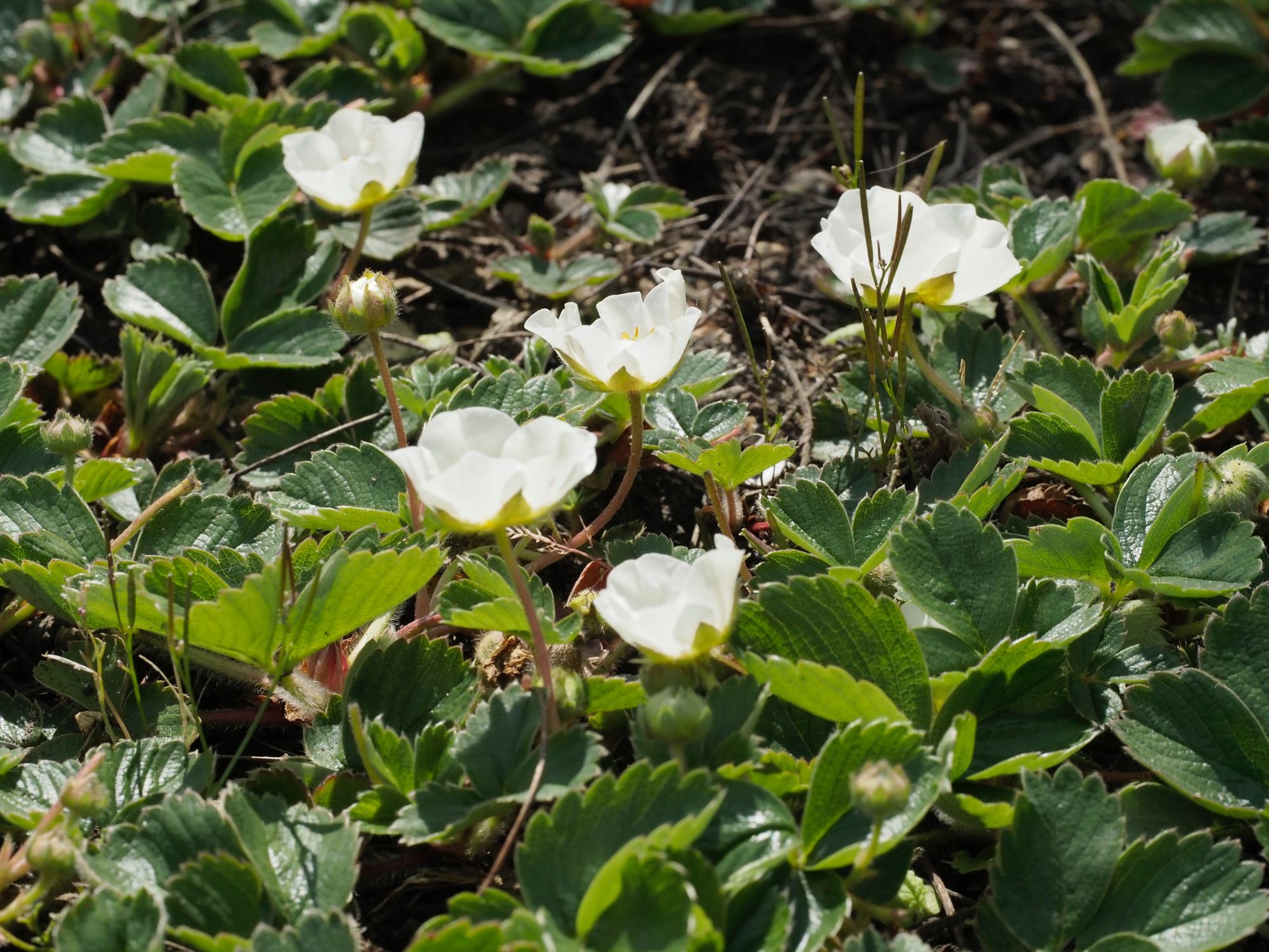 Image of Fragaria Ã— ananassa