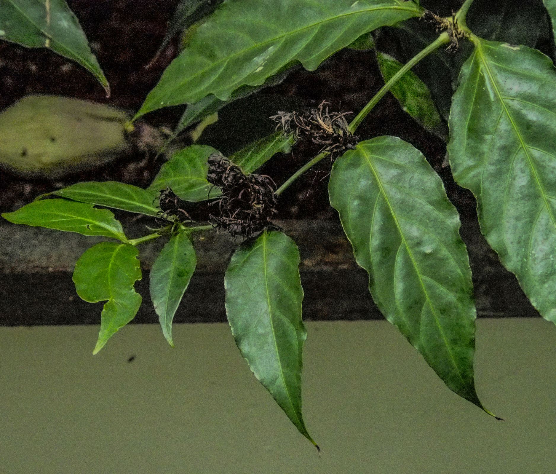Image of Justicia brasiliana