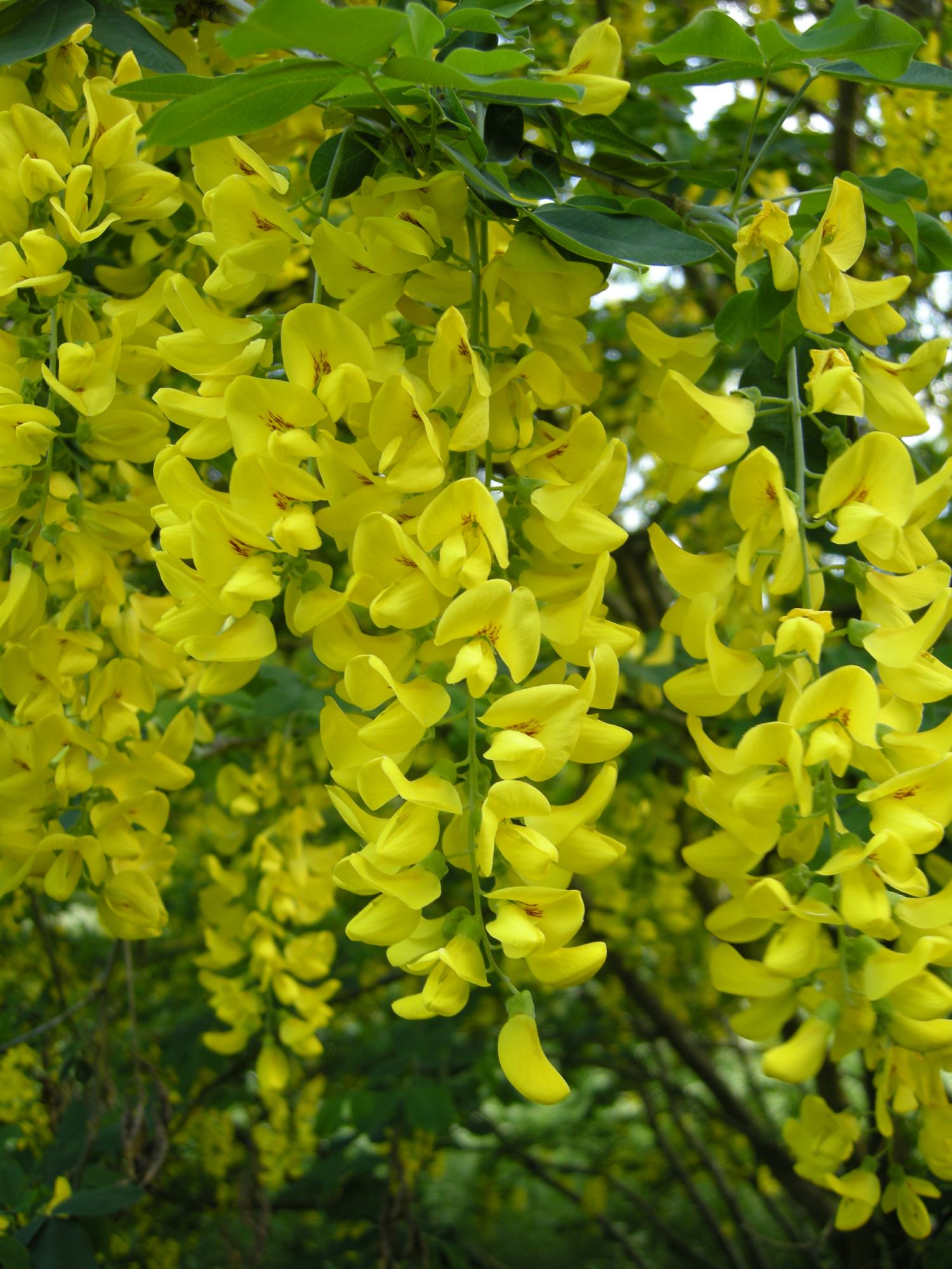 Image of Gymnocladus dioica