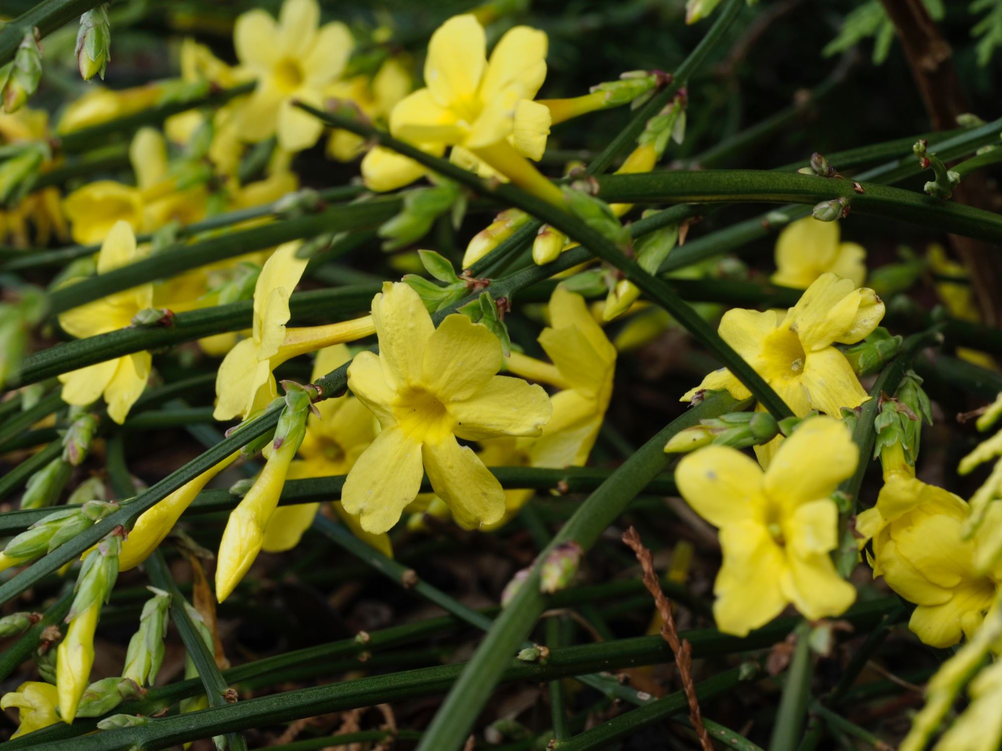 Image of Jasminum nudiflorum