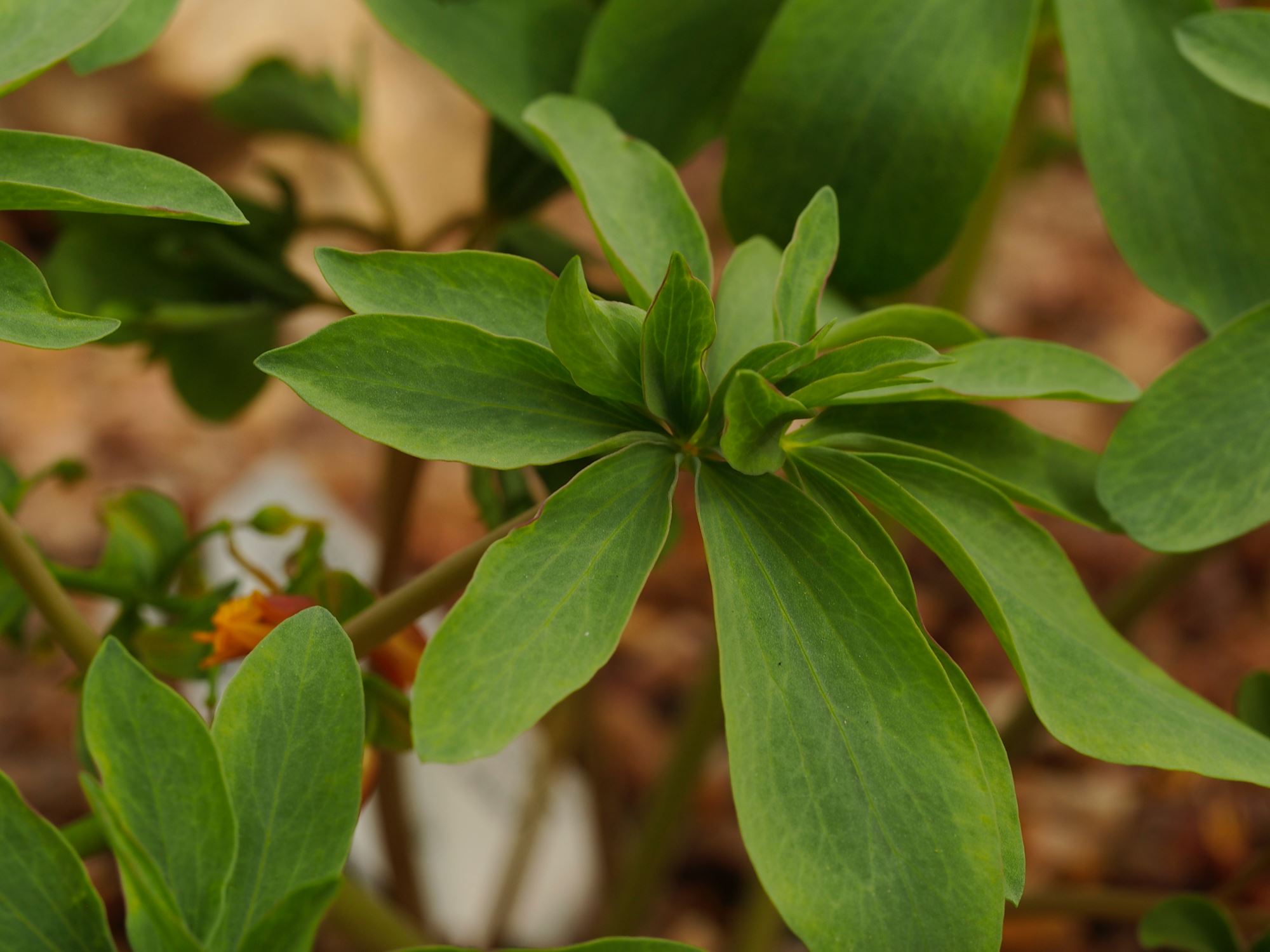 Image of Gymnospermium albertii