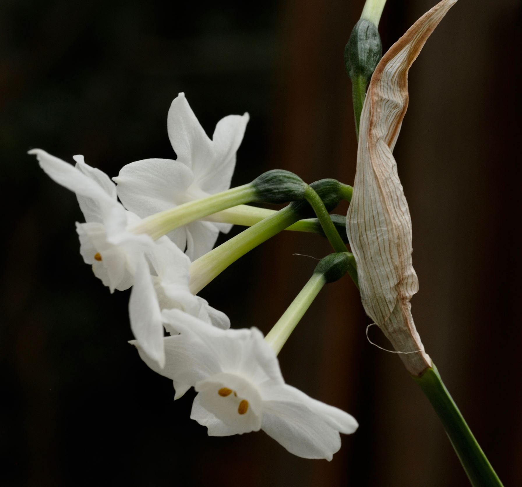 Image of Narcissus tazetta subsp. canariensis