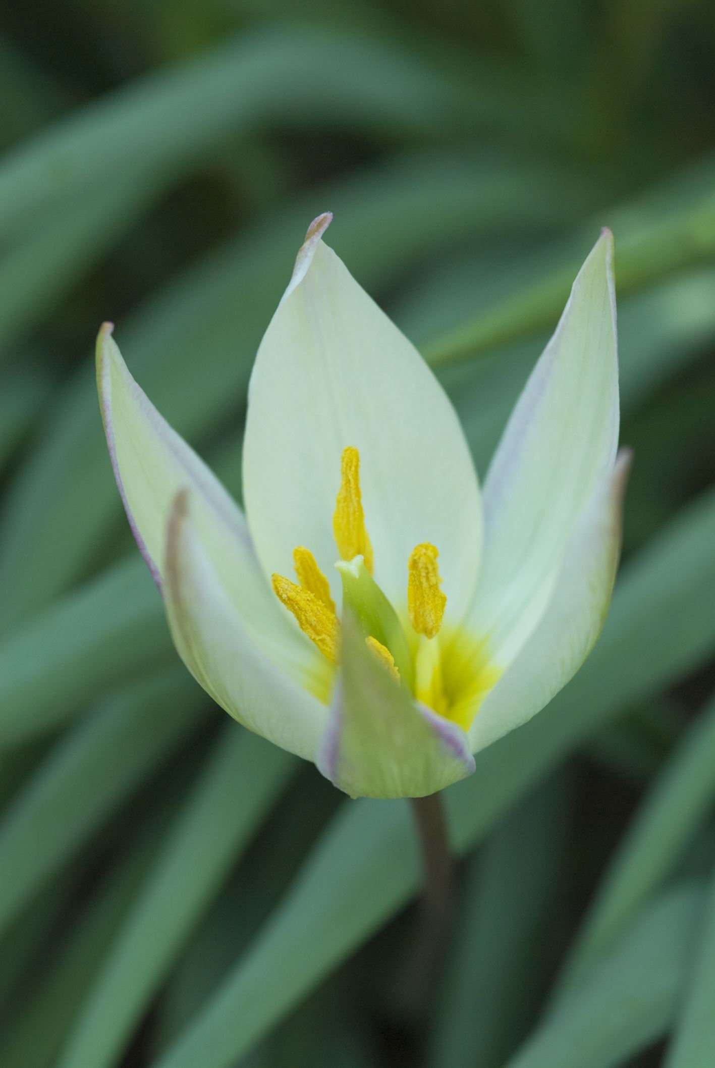 Image of Tulipa primulina