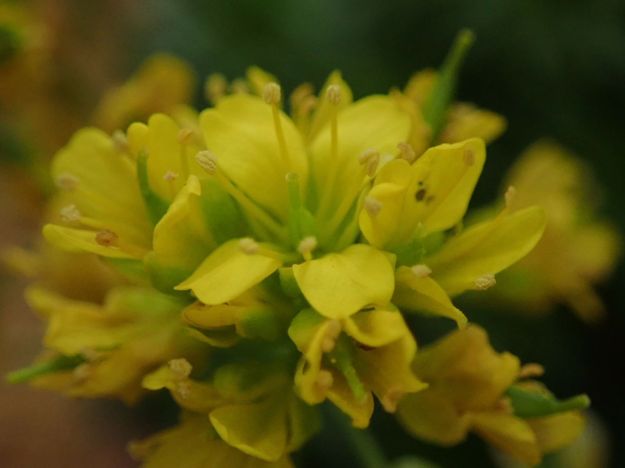 Image of Draba aizoides