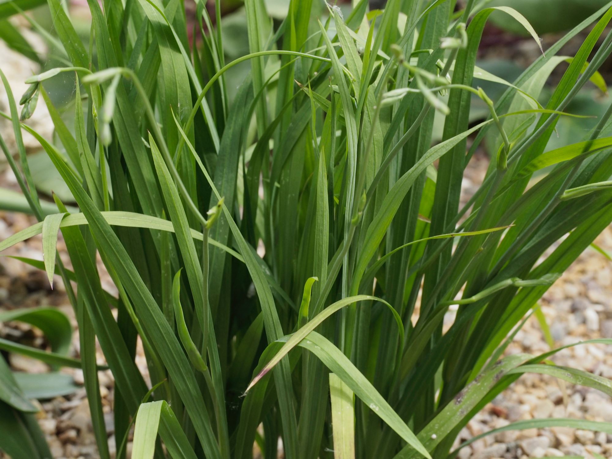 Image of Freesia laxa