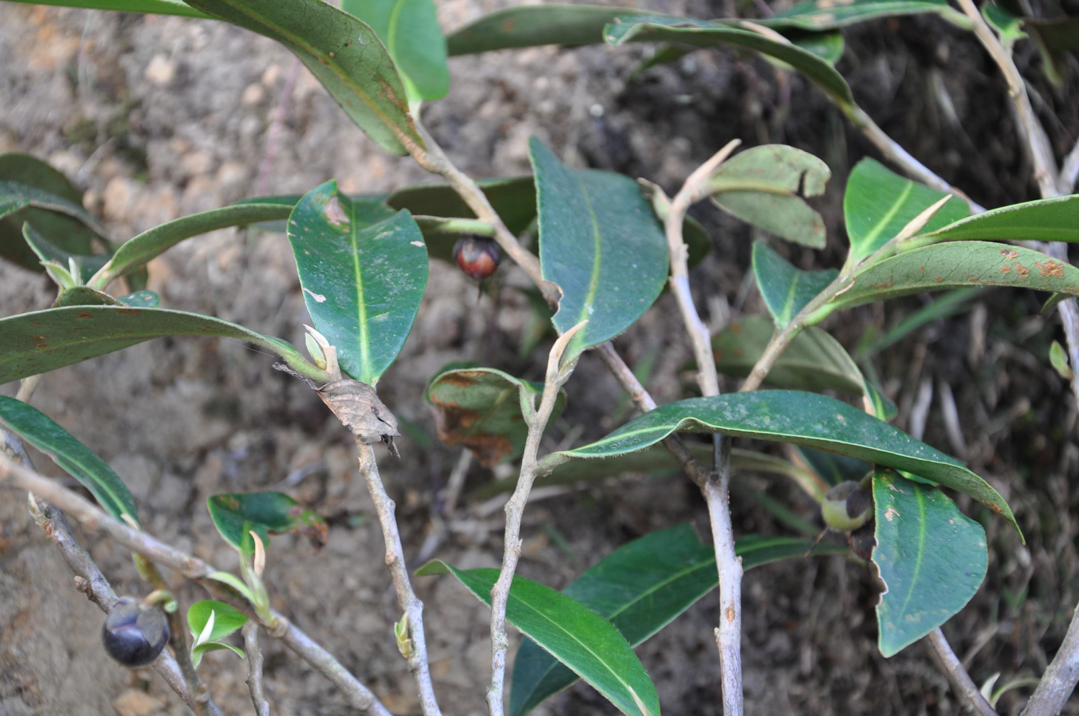 Image of Anneslea sp.