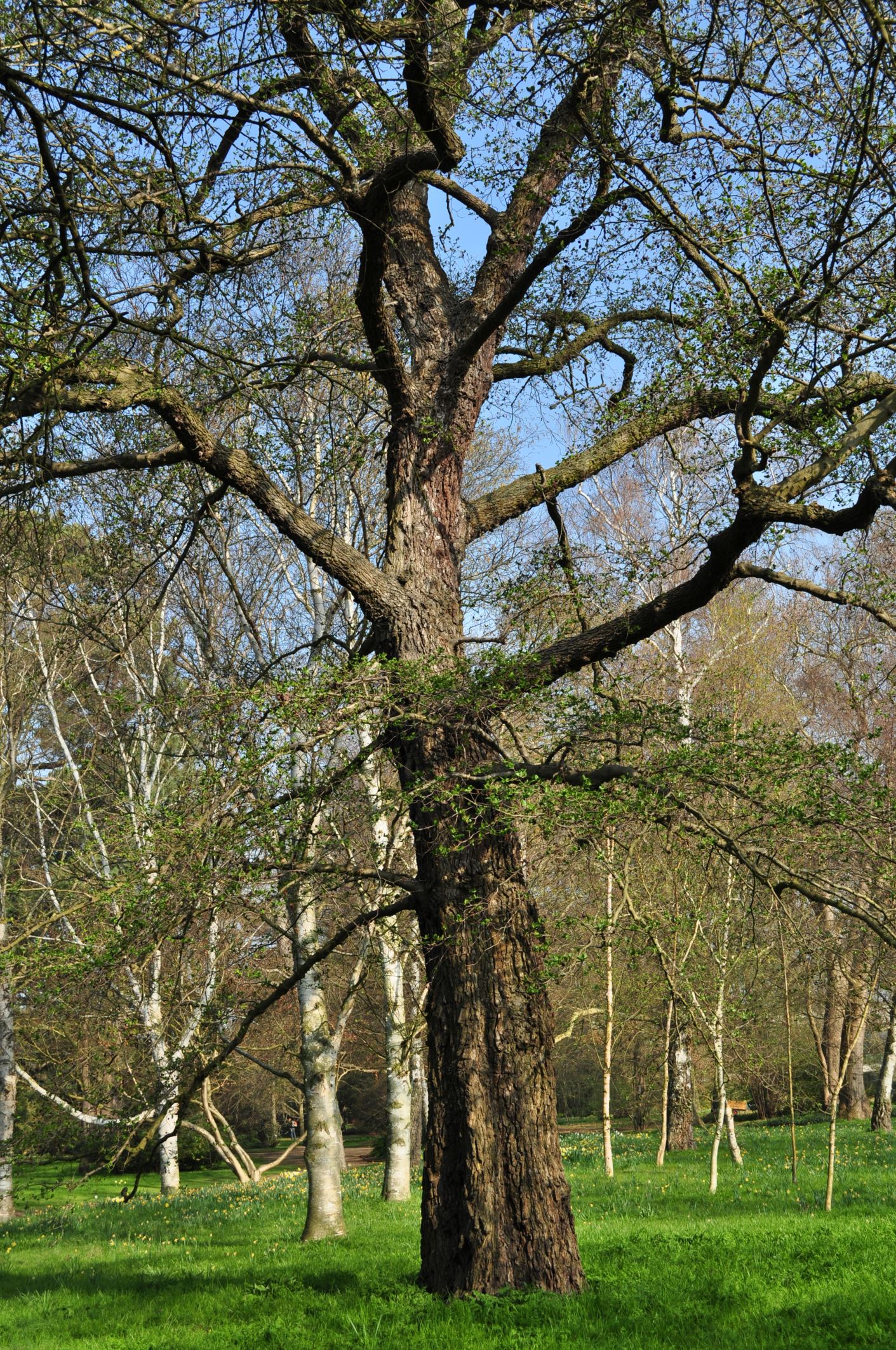 Image of Alnus subcordata