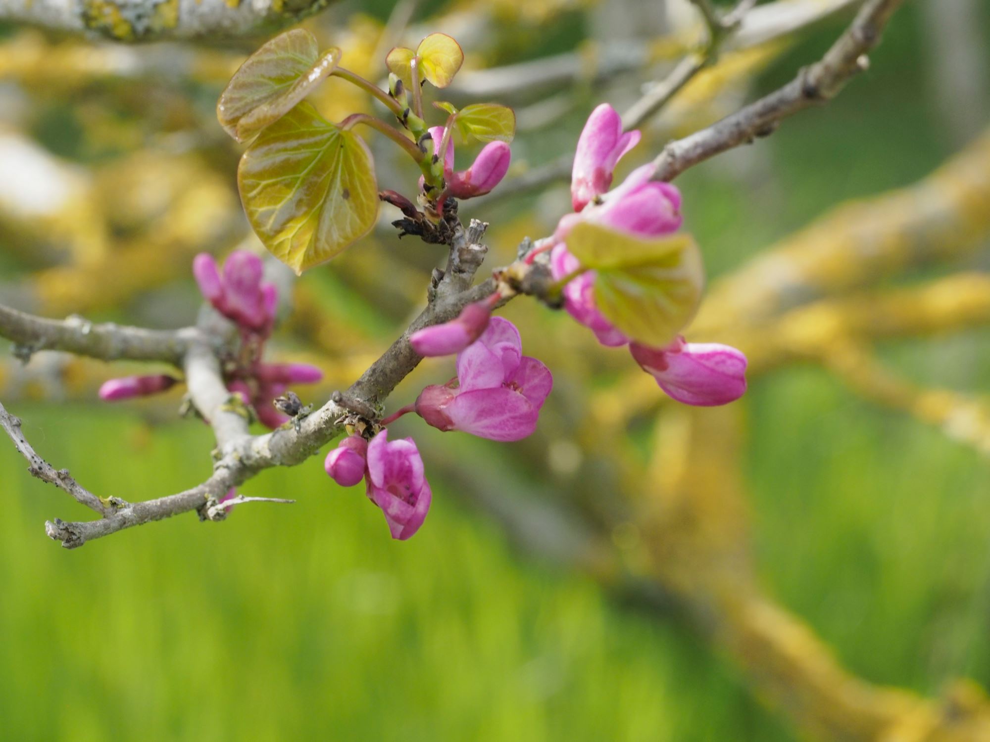 Image of Cercis chinensis