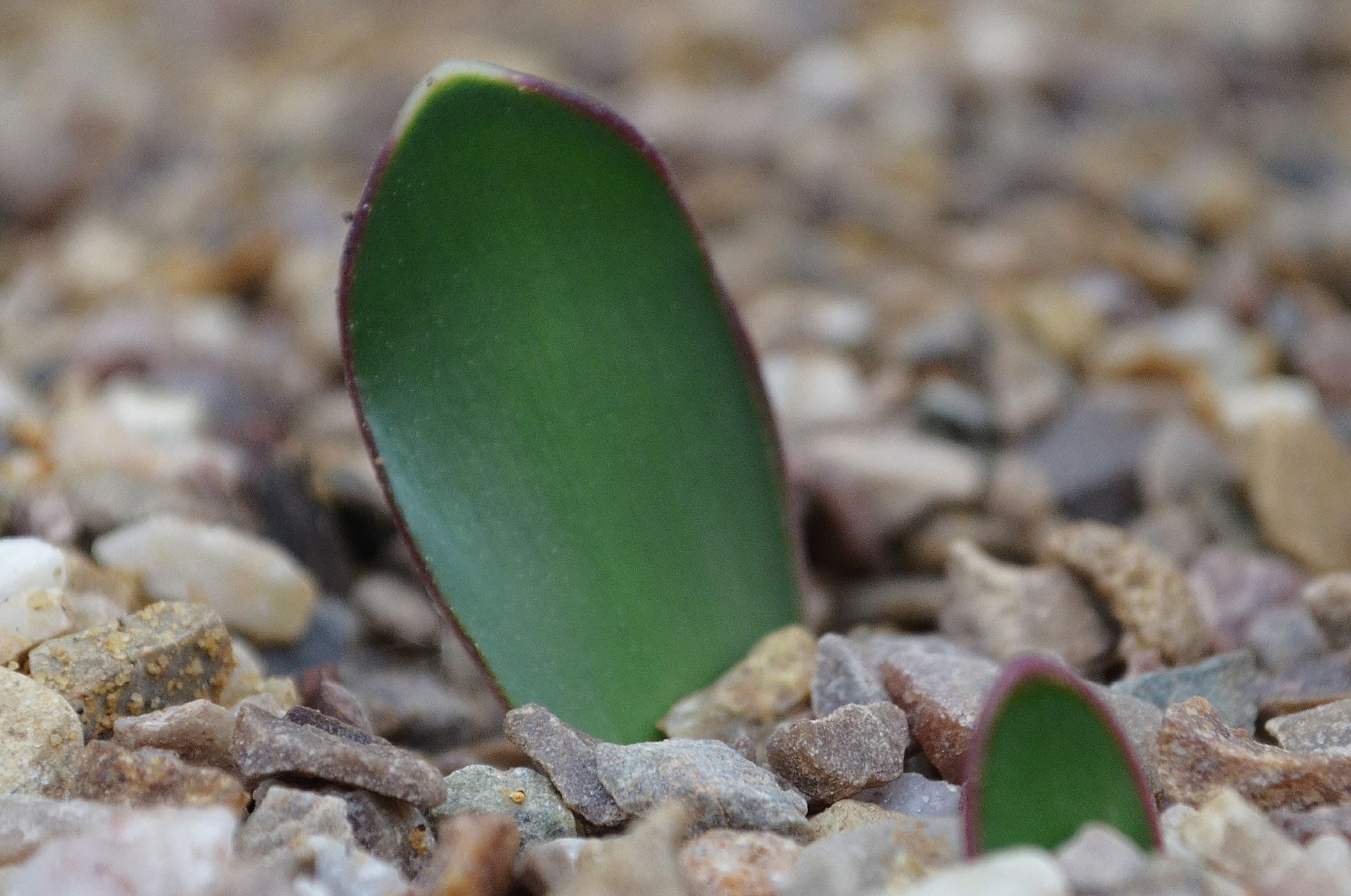 Image of Haemanthus sp.