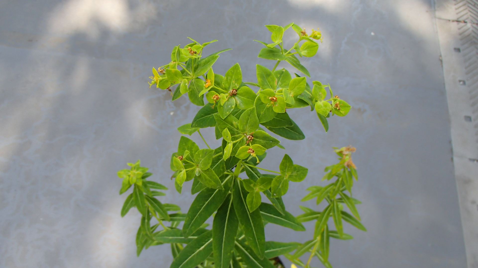 Image of Euphorbia pseudosikkimensis
