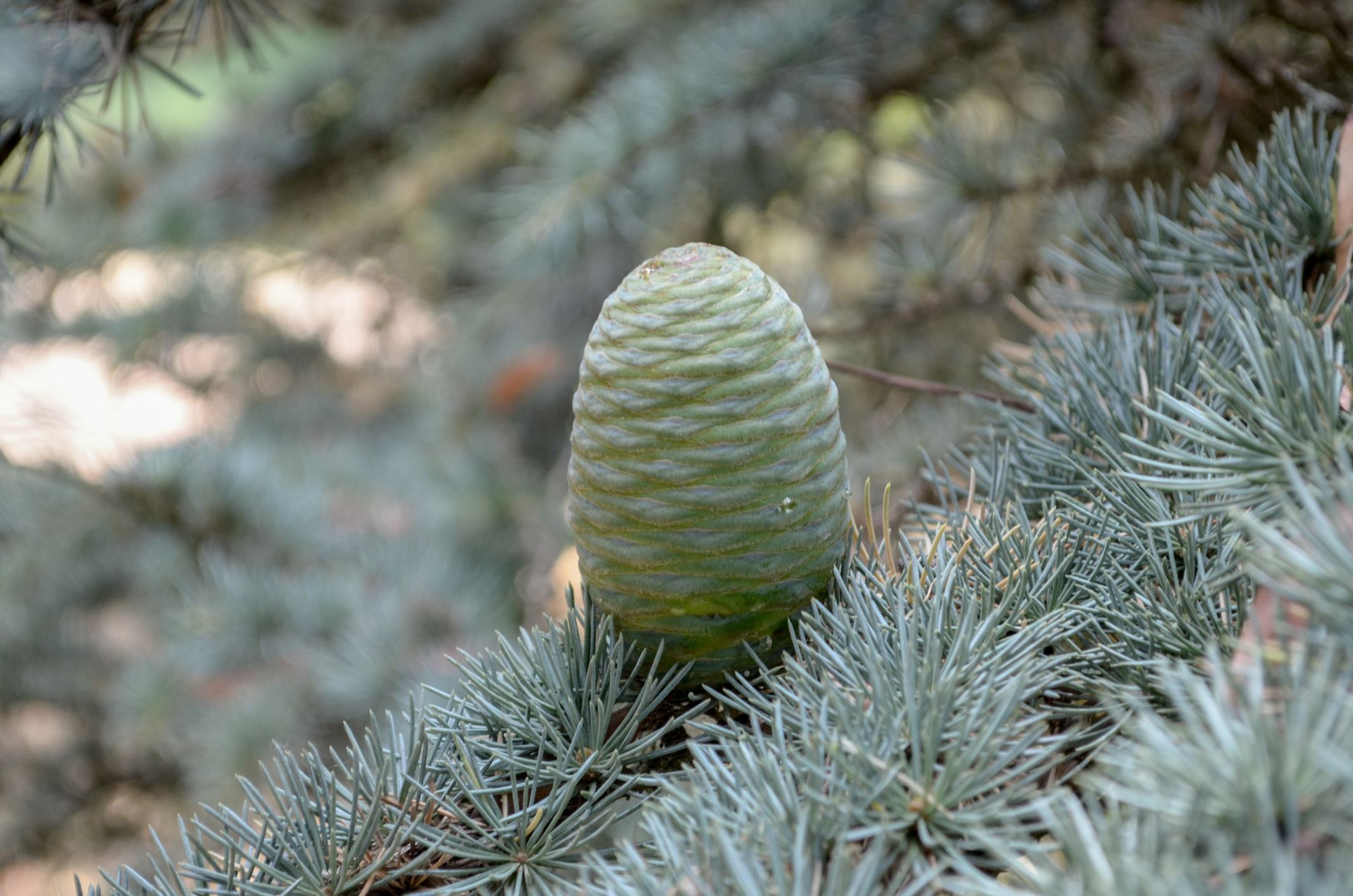 Image of Cedrus atlantica 'Glauca'