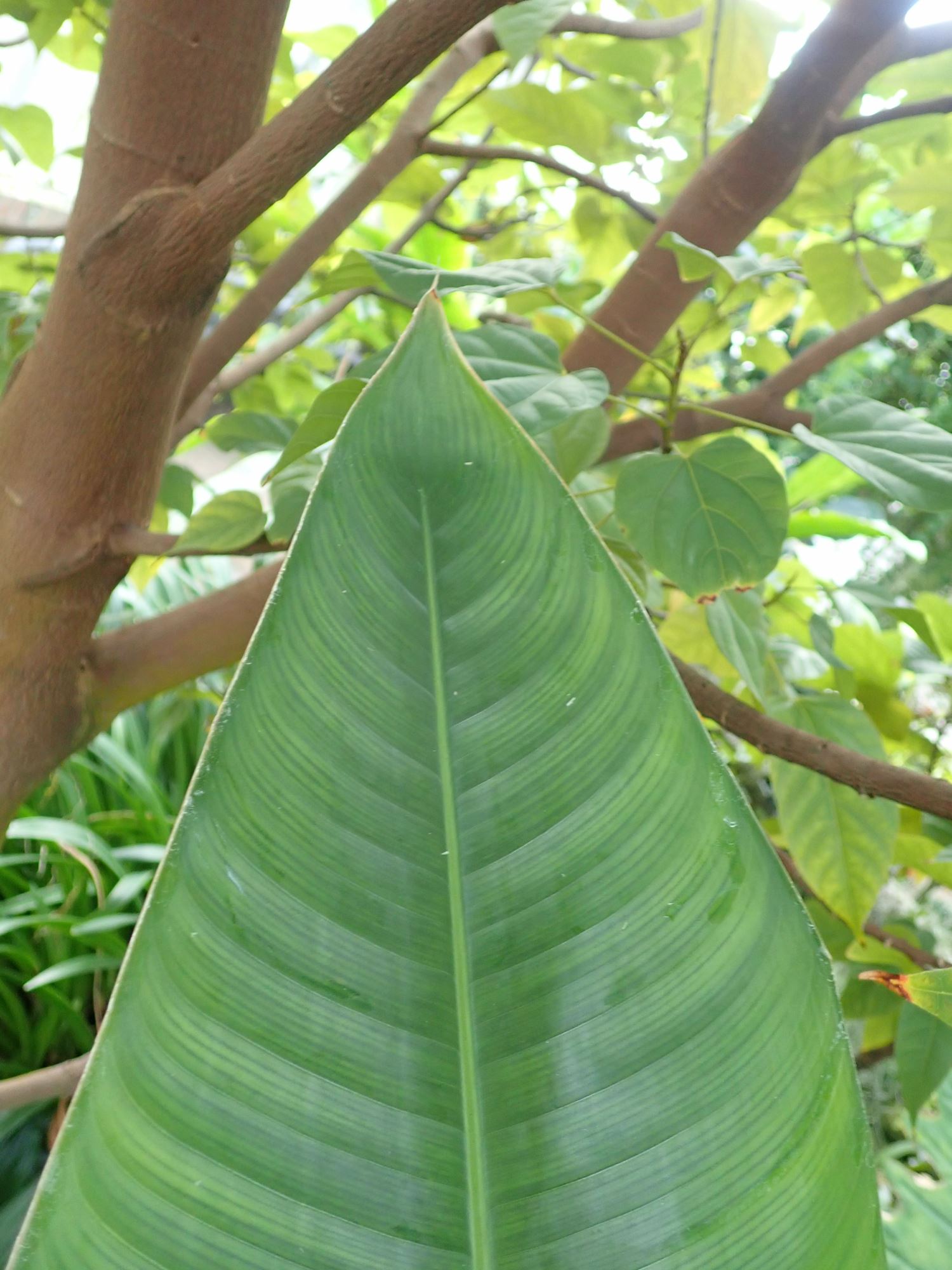 Image of Heliconia latispatha