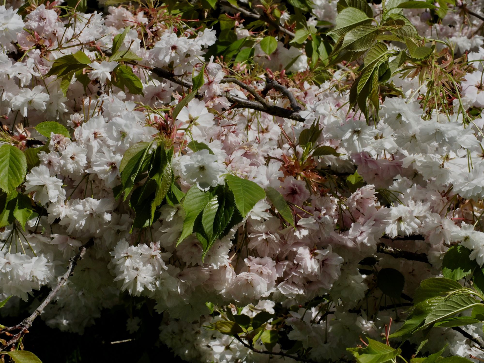 Image of Prunus 'Shogetsu'