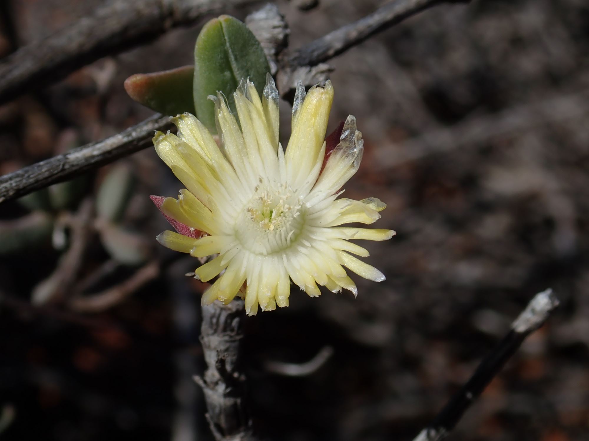 Image of Mitrophyllum sp.