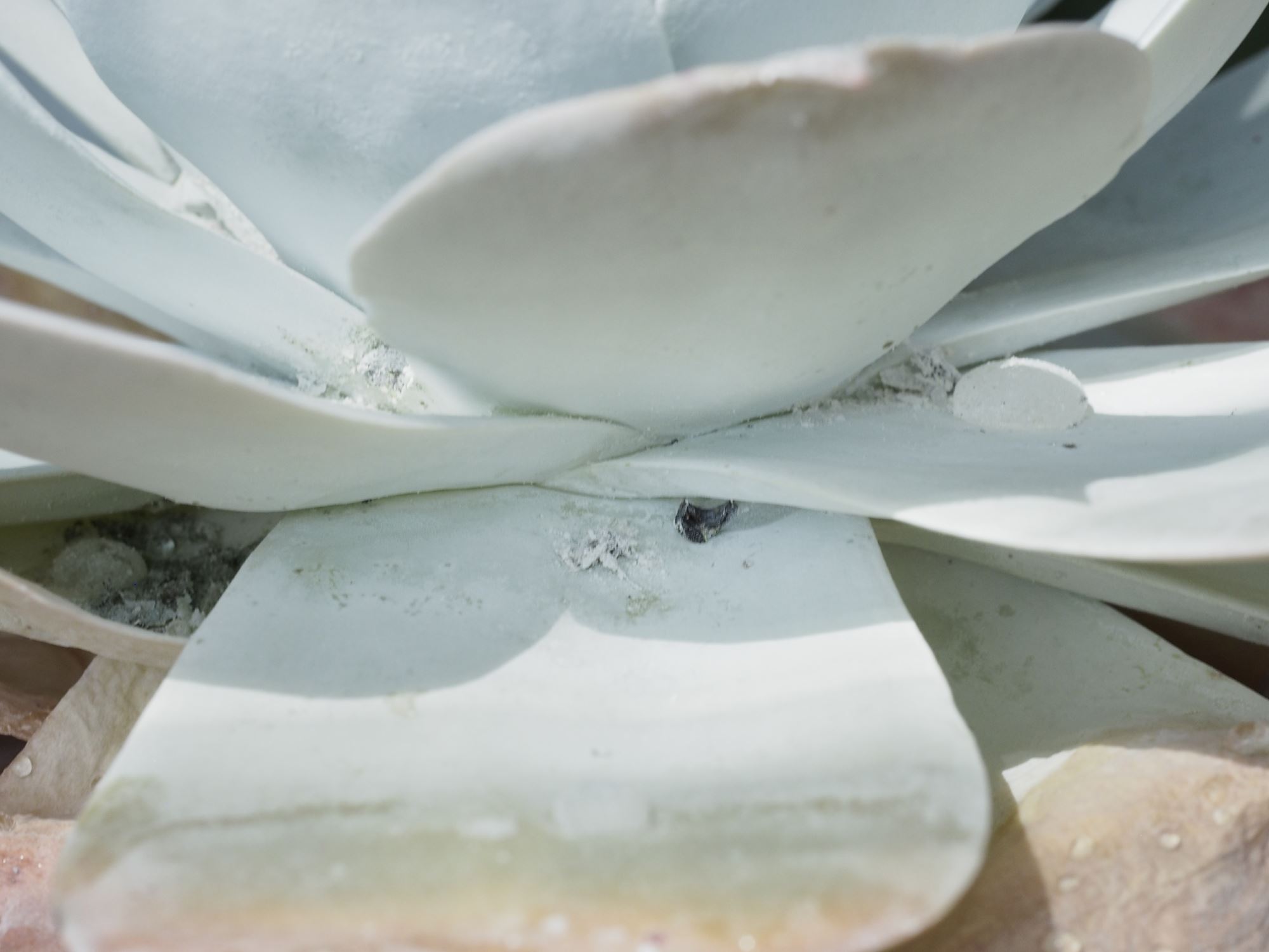 Image of Dudleya pulverulenta