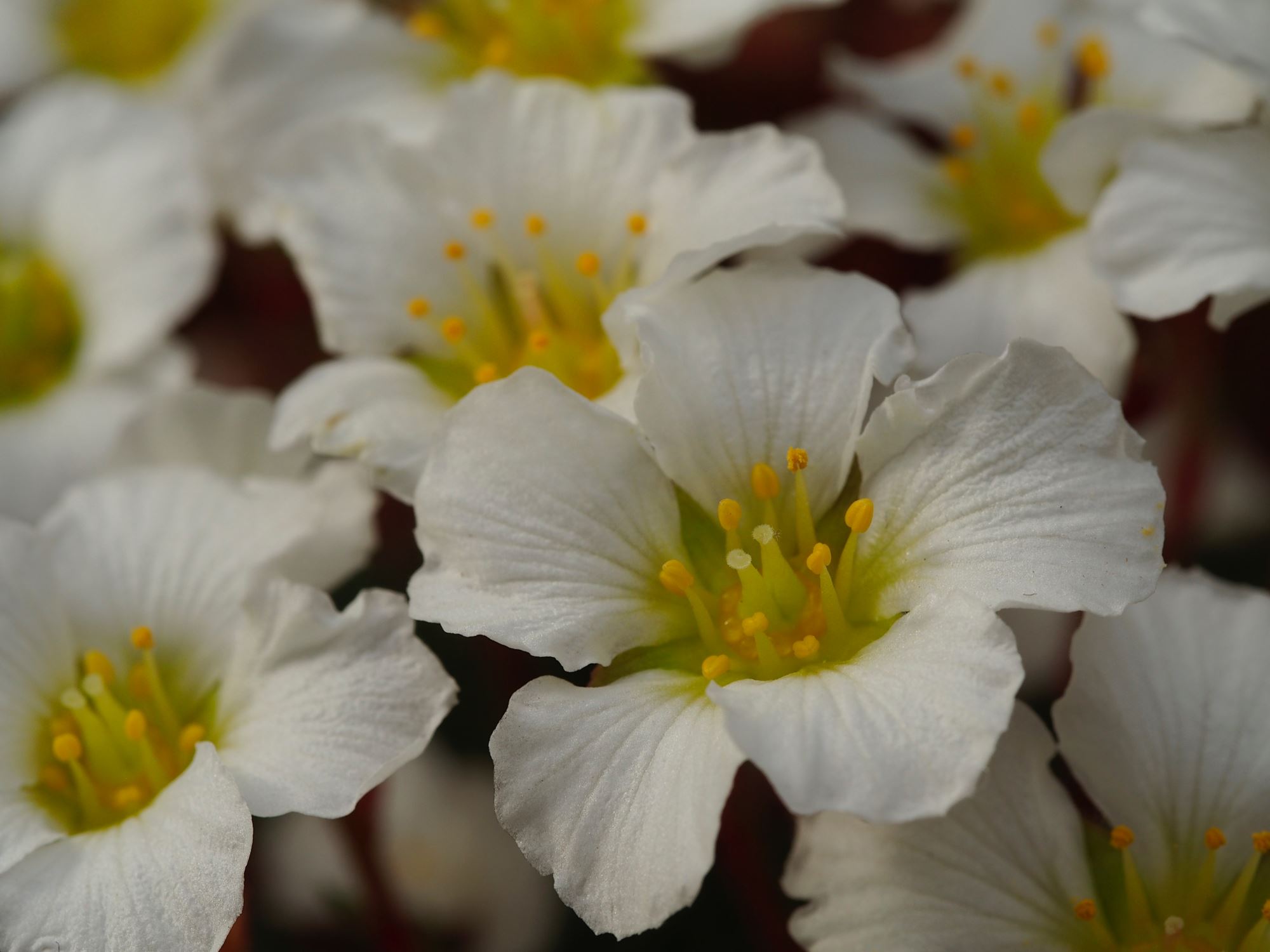 Image of Saxifraga burseriana