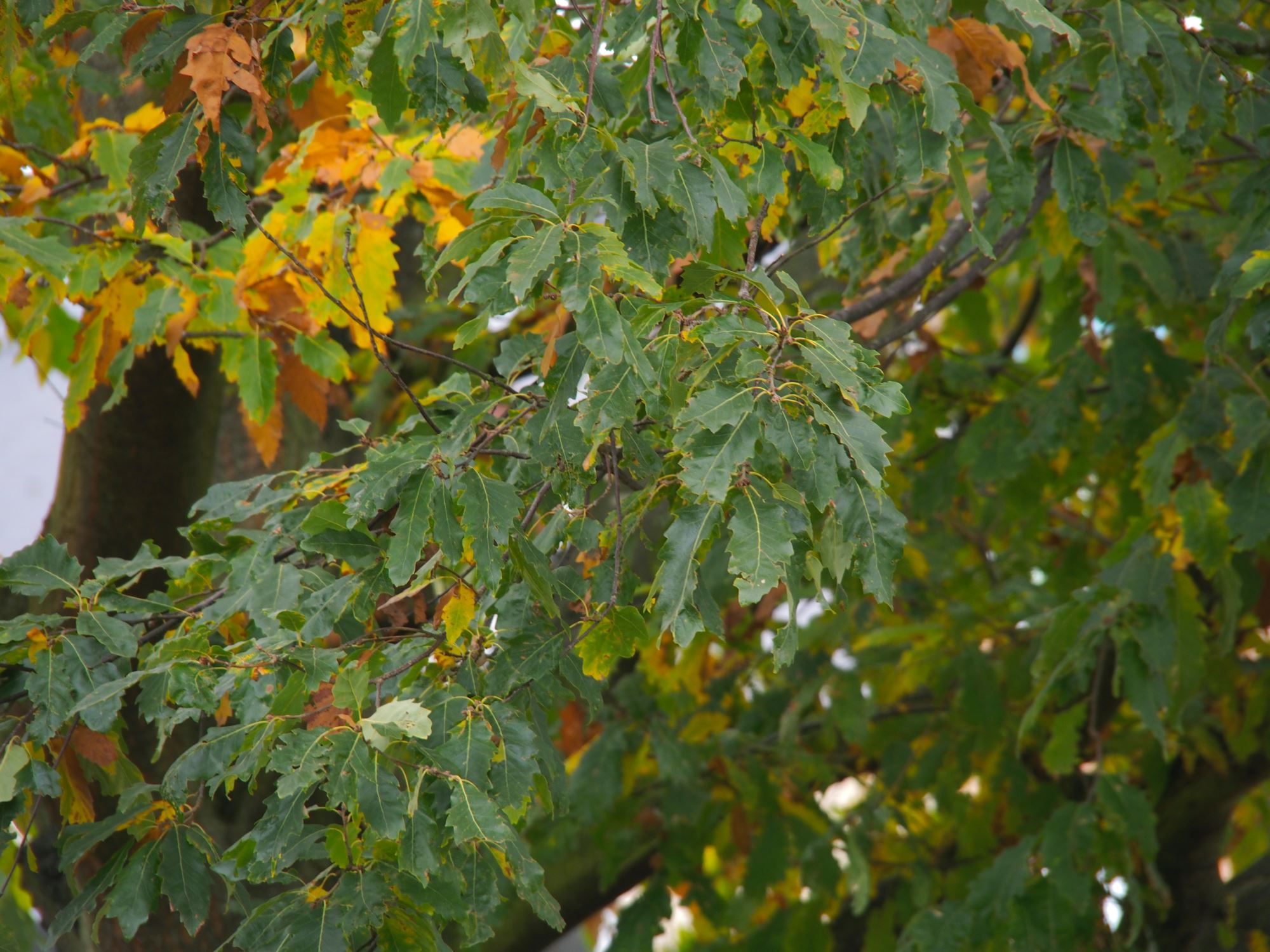 Image of Quercus castaneifolia