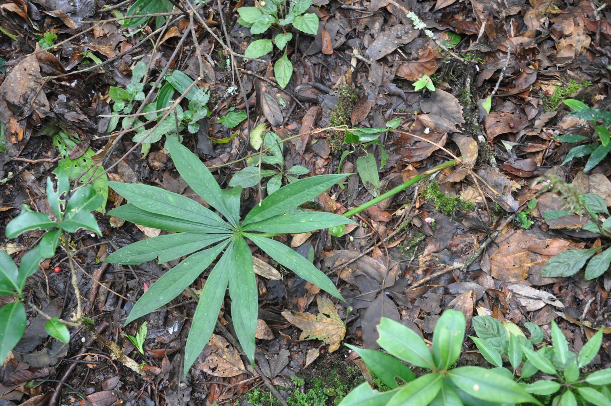 Image of Arisaema sp.