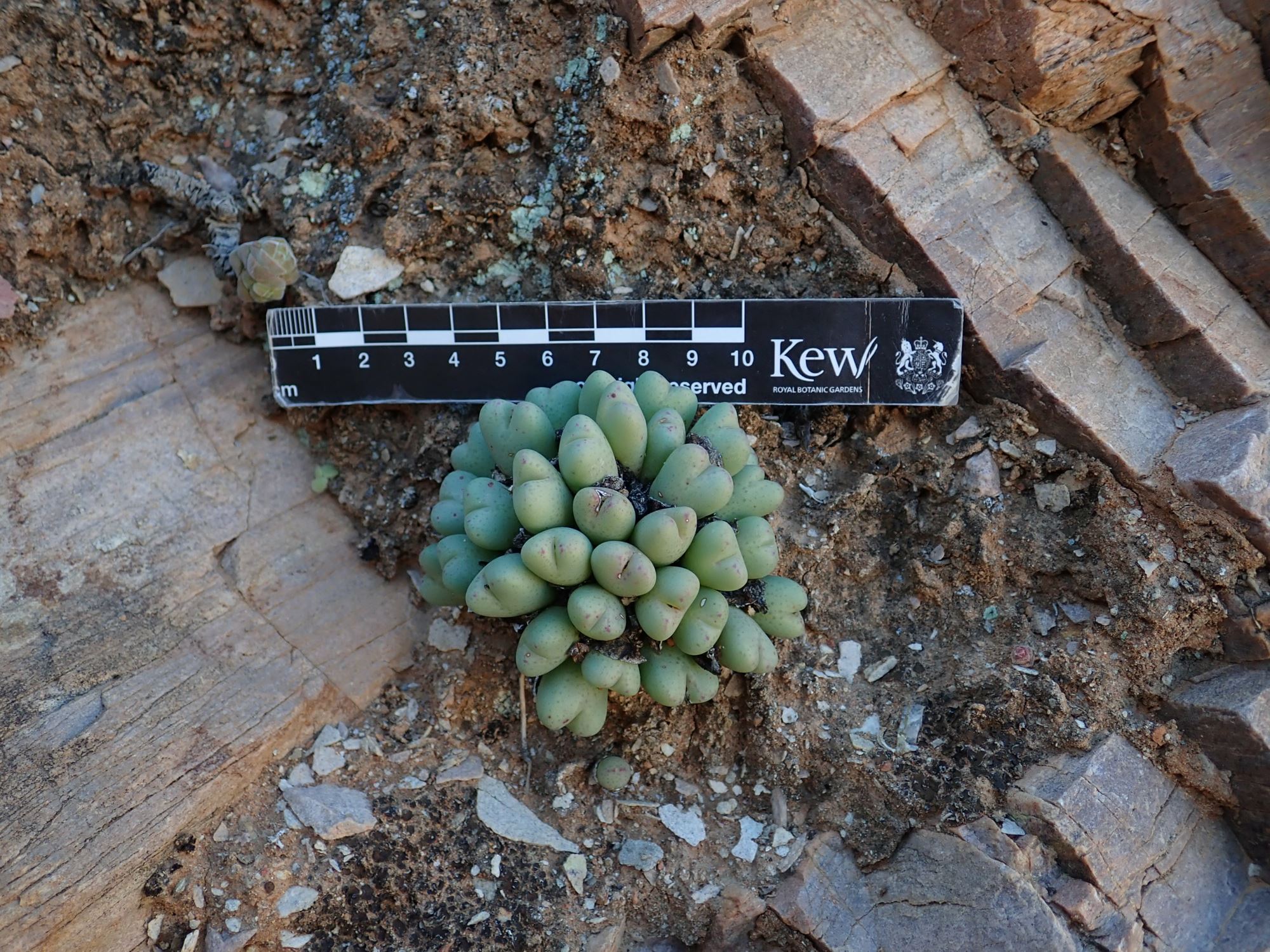Image of Conophytum bilobum