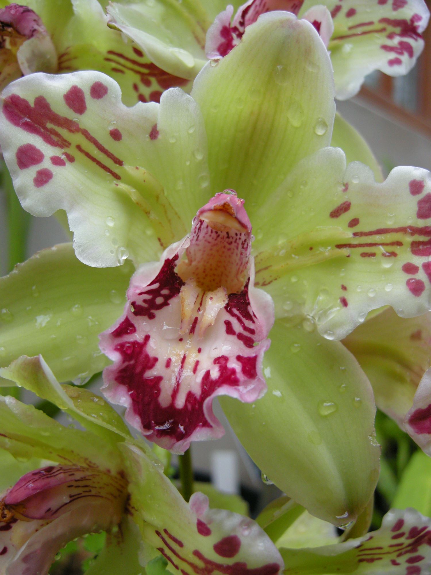 Image of Cymbidium 'Mavourneen Jester'