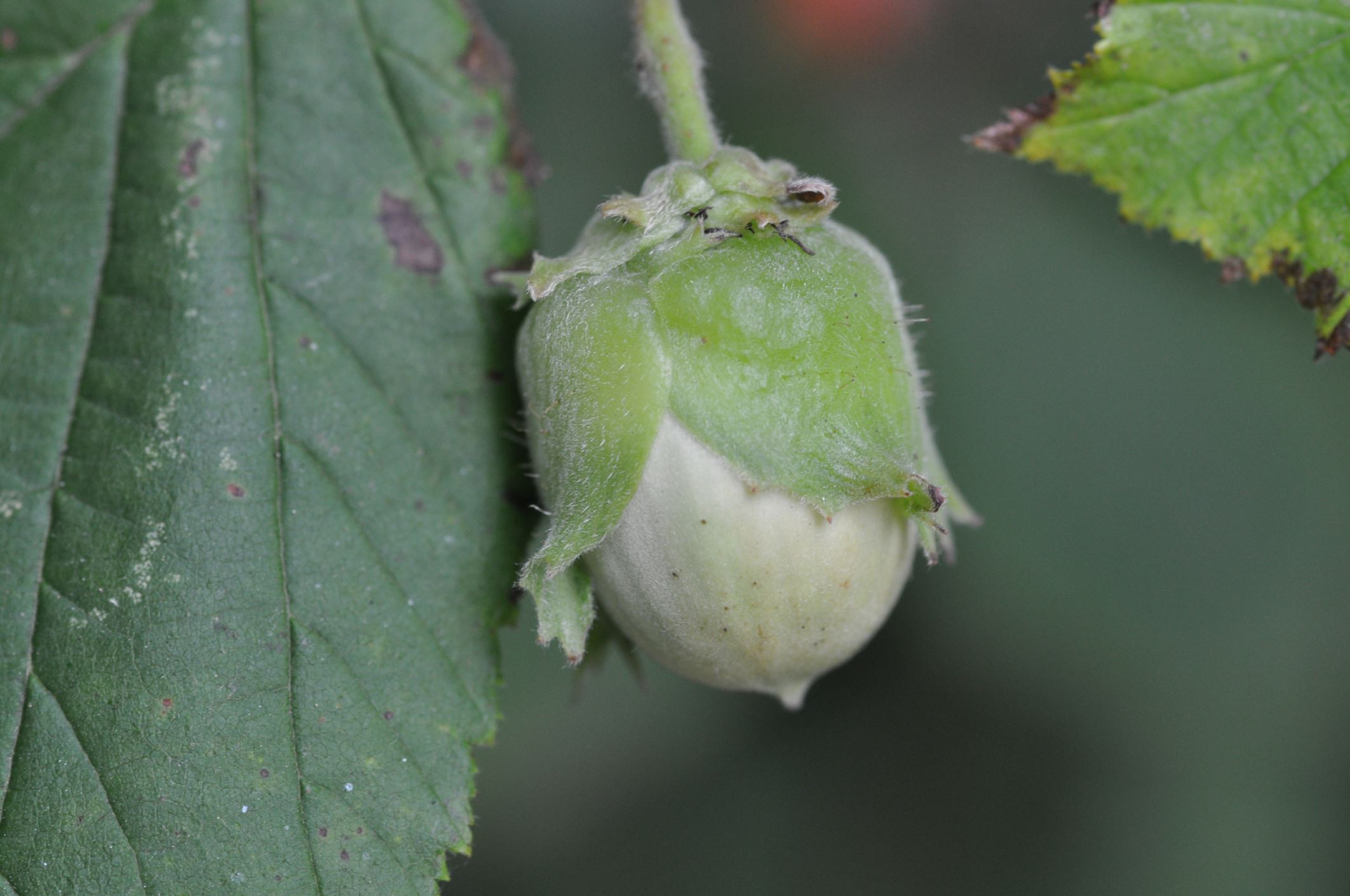 Image of Corylus avellana