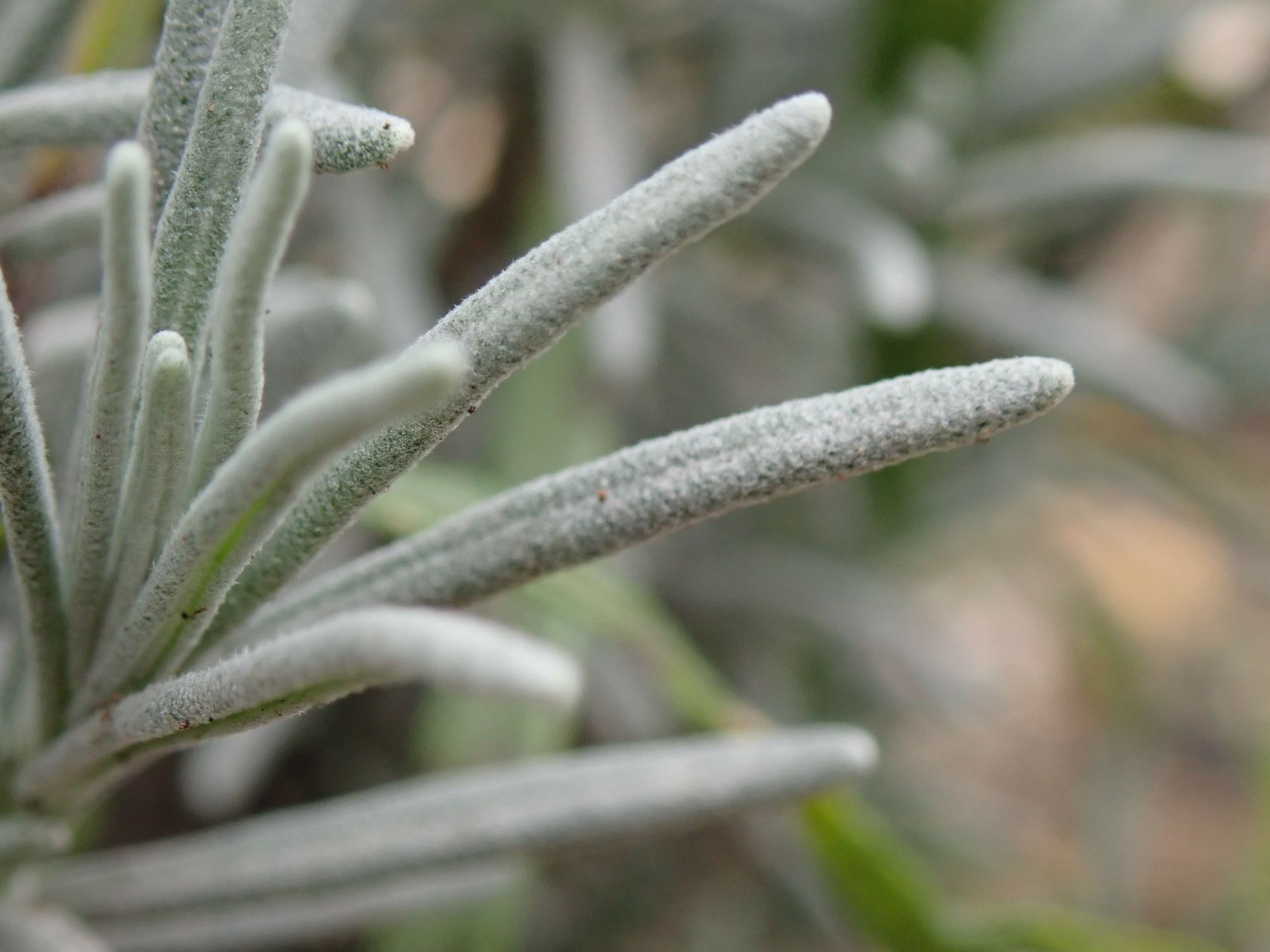Image of Lavandula angustifolia subsp. pyrenaica
