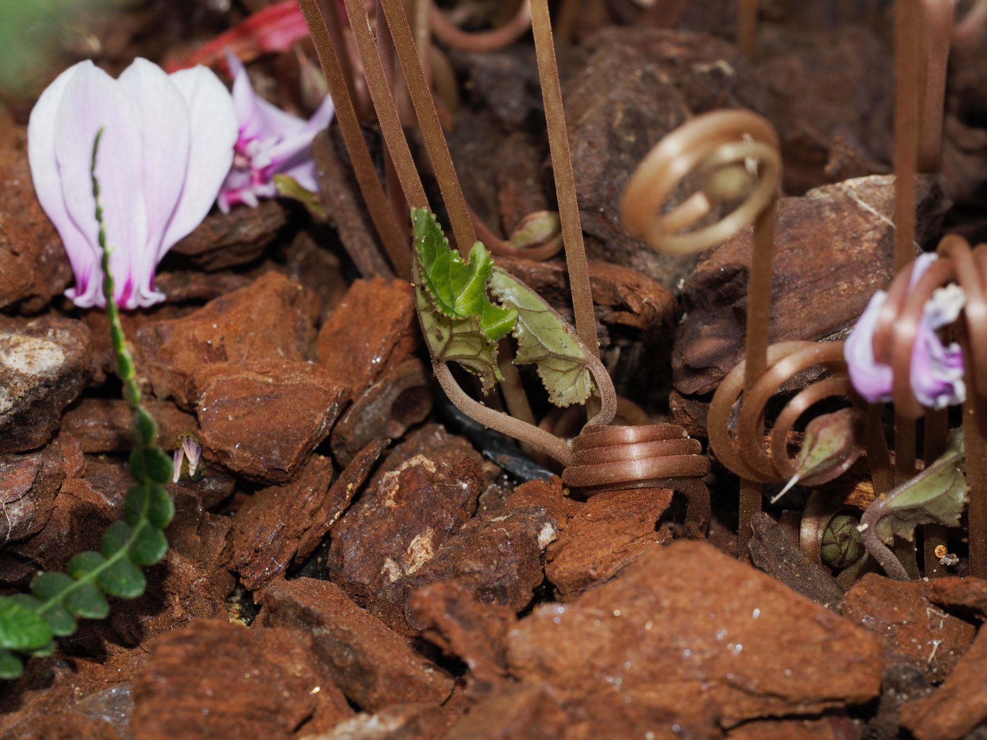 Image of Cyclamen hederifolium [Silver foliage]