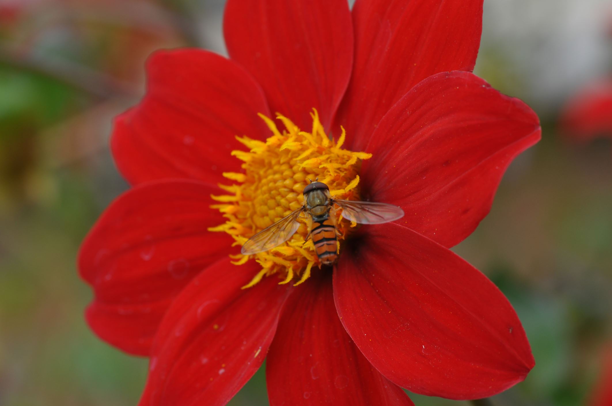 Image of Dahlia coccinea