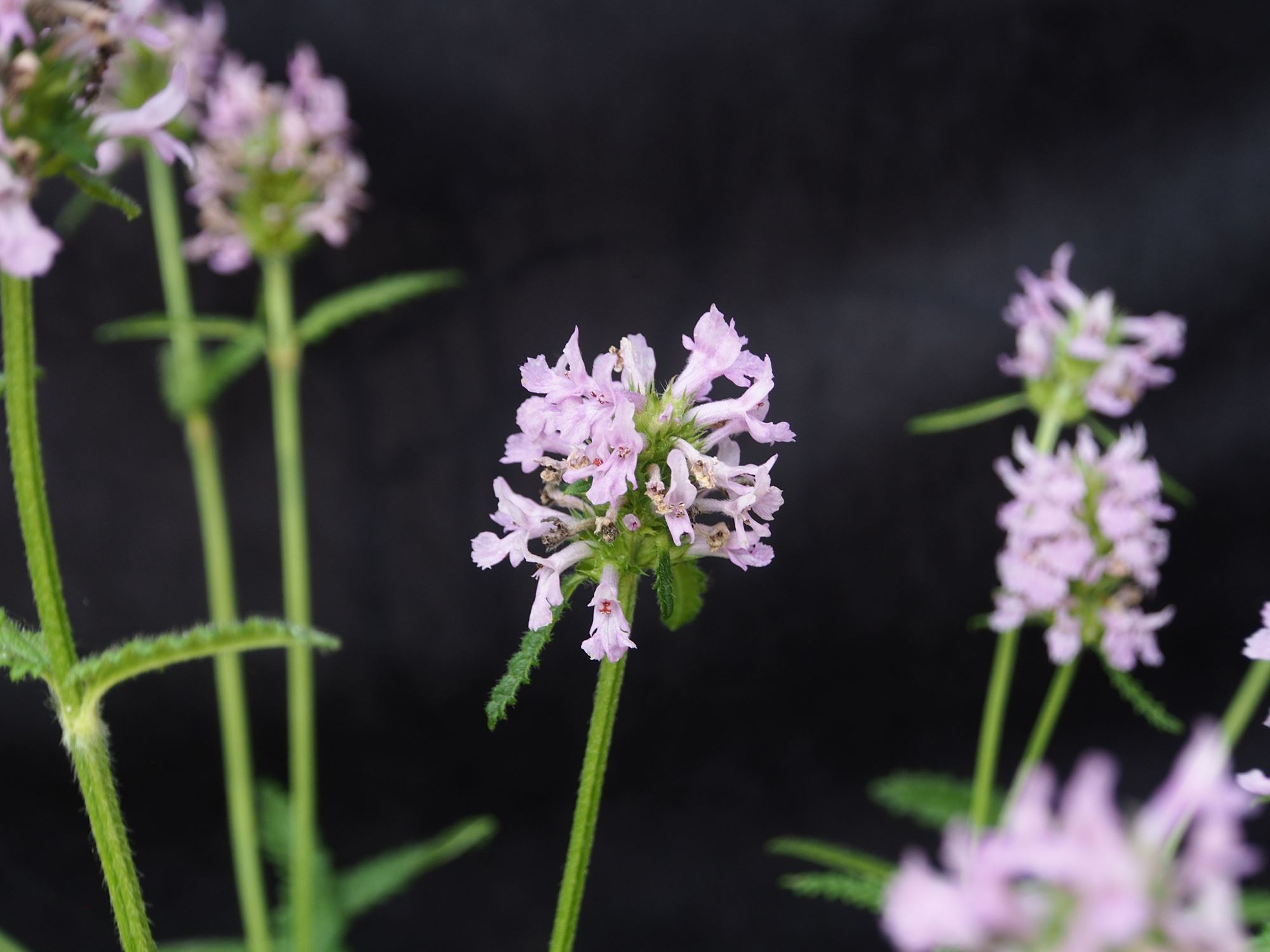 Image of Stachys officinalis