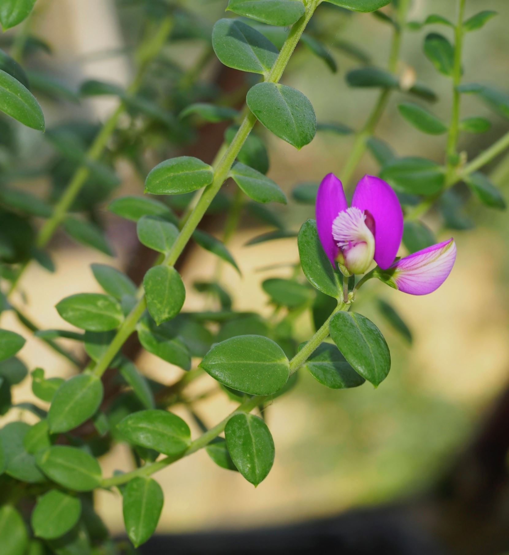Image of Polygala fruticosa