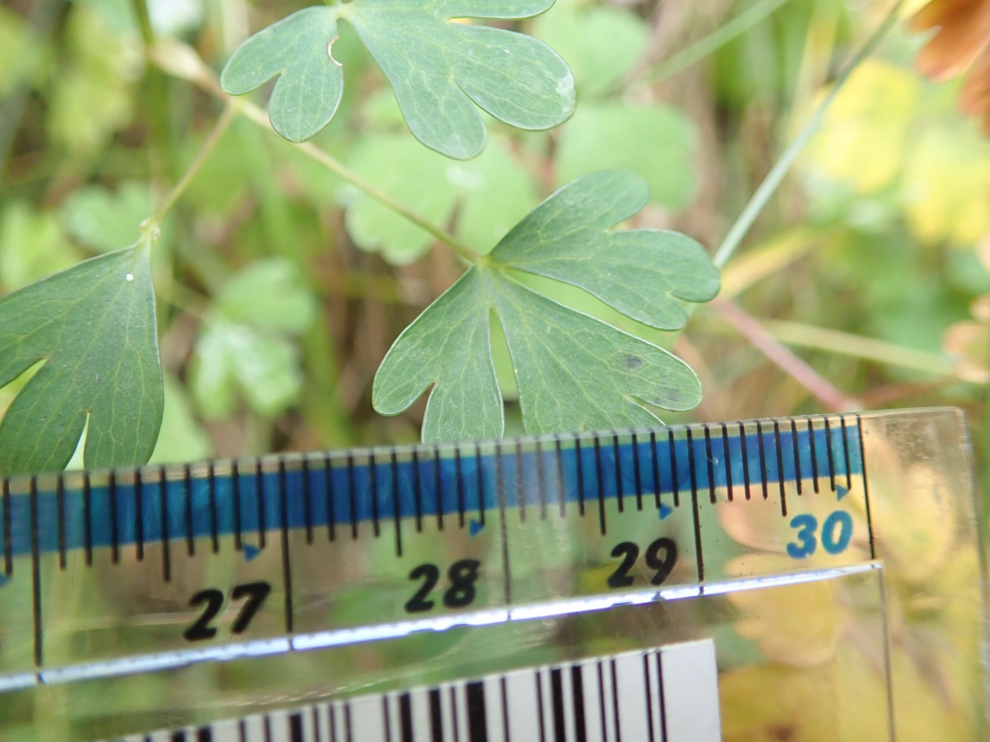 Image of Aquilegia pyrenaica