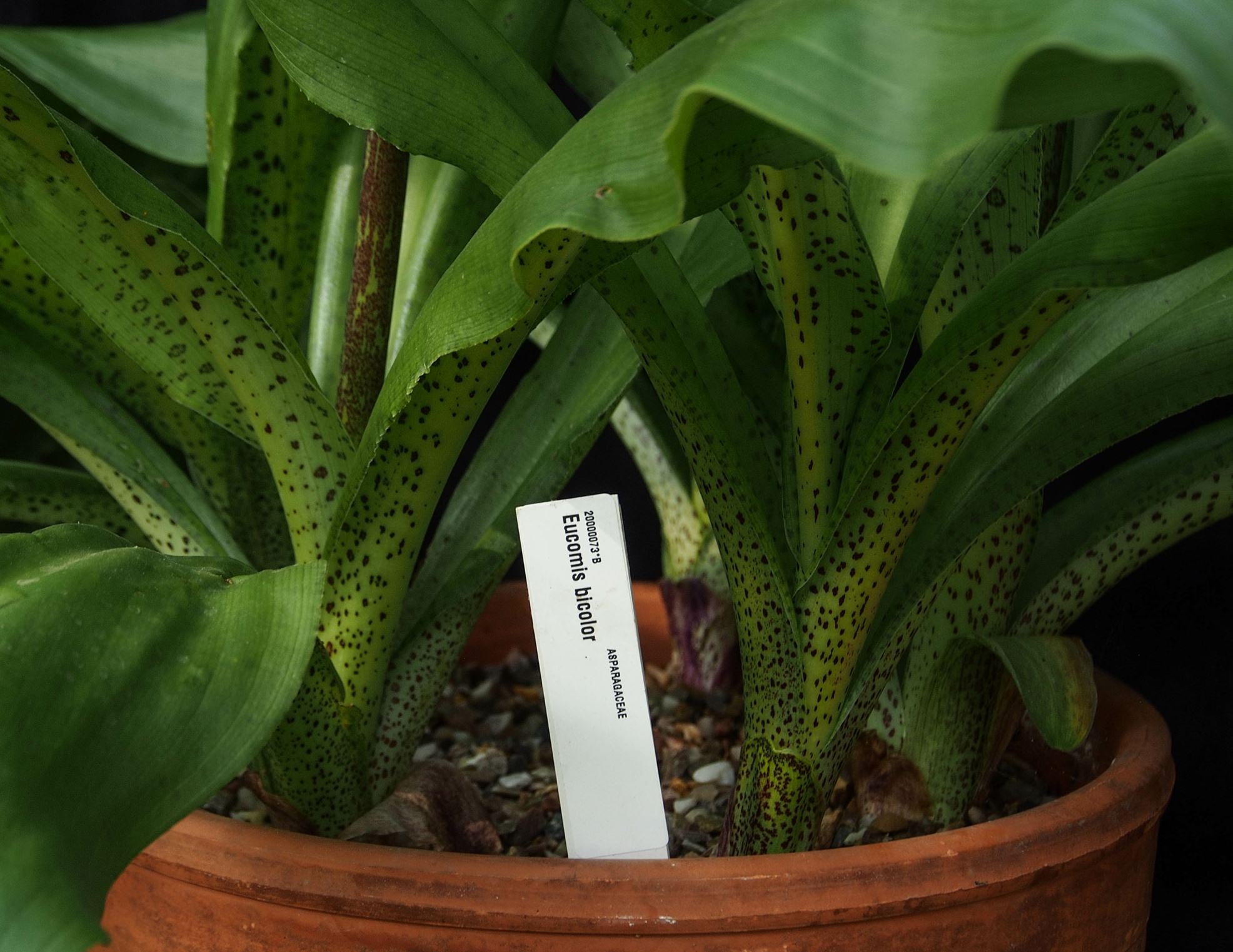 Image of Eucomis bicolor