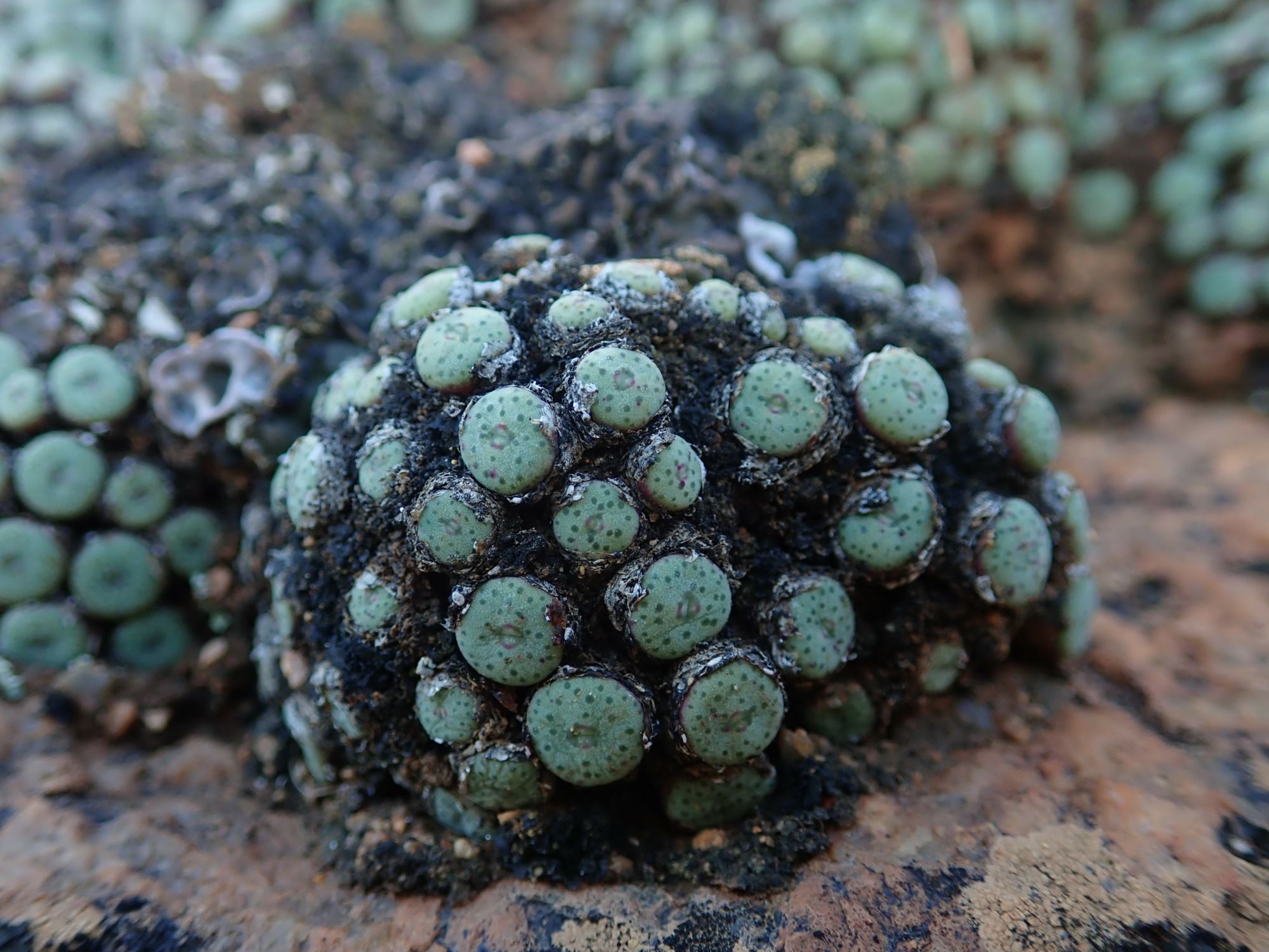 Image of Conophytum sp.