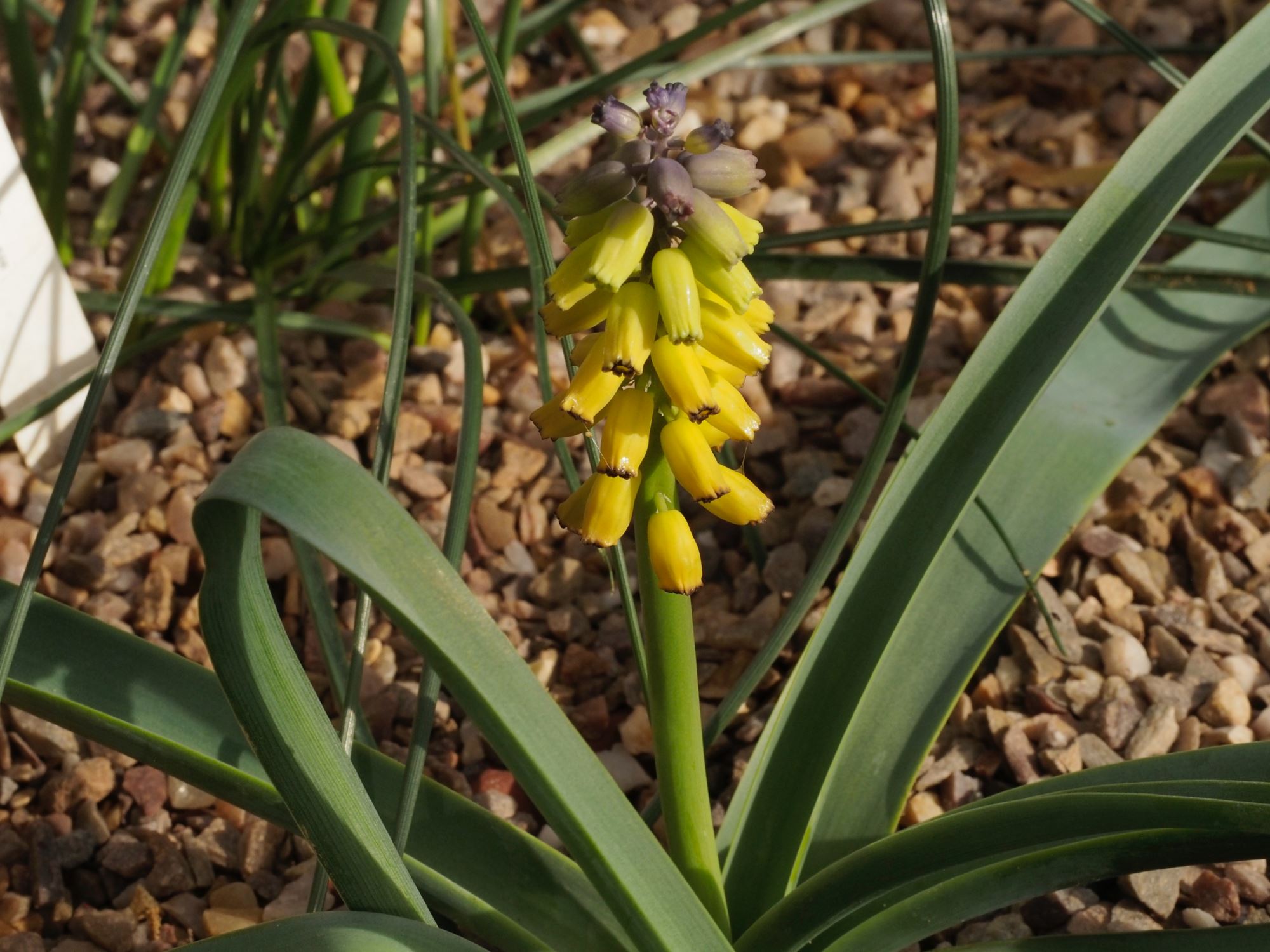 Image of Muscari macrocarpum